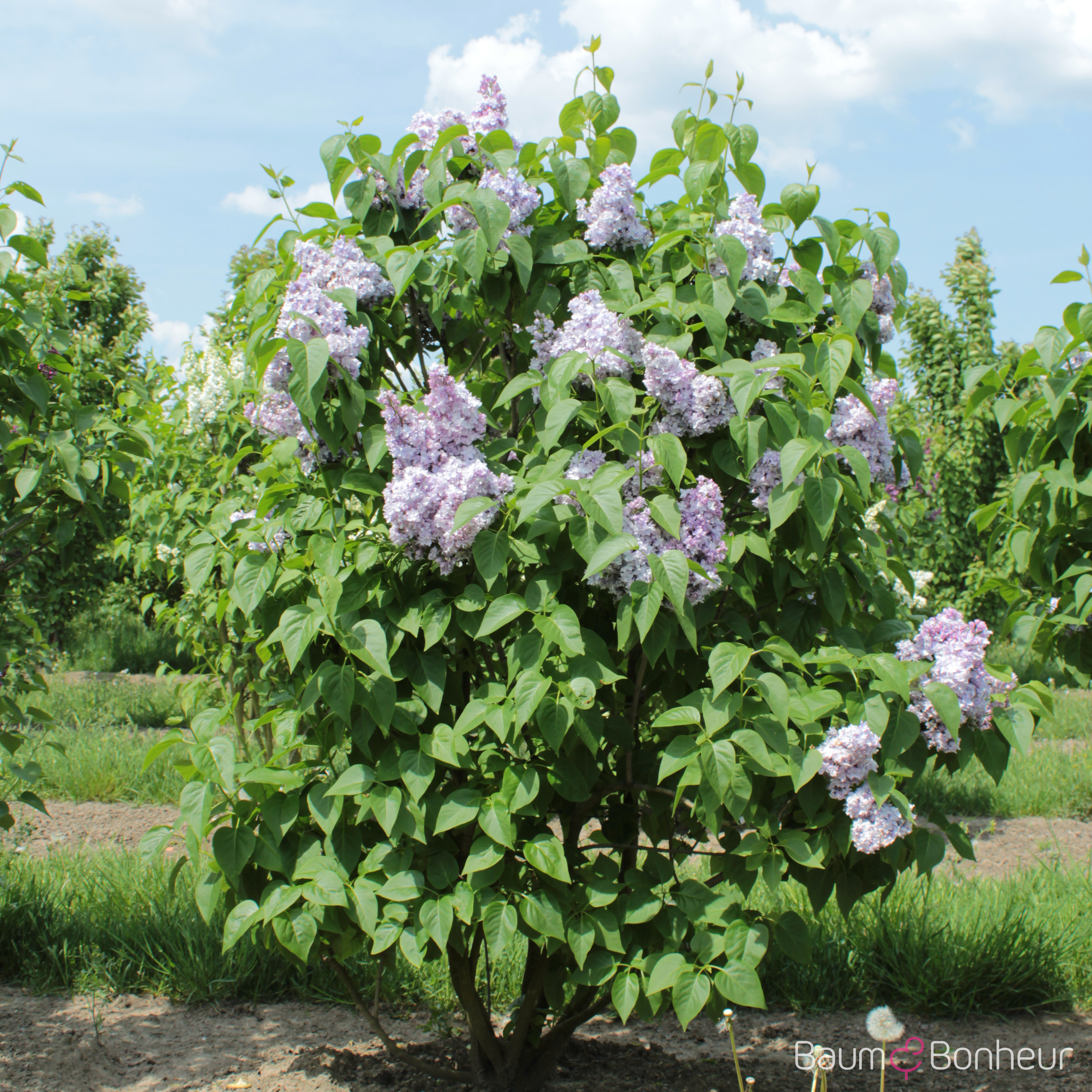 Syringa vulgaris 'Nadezhda'