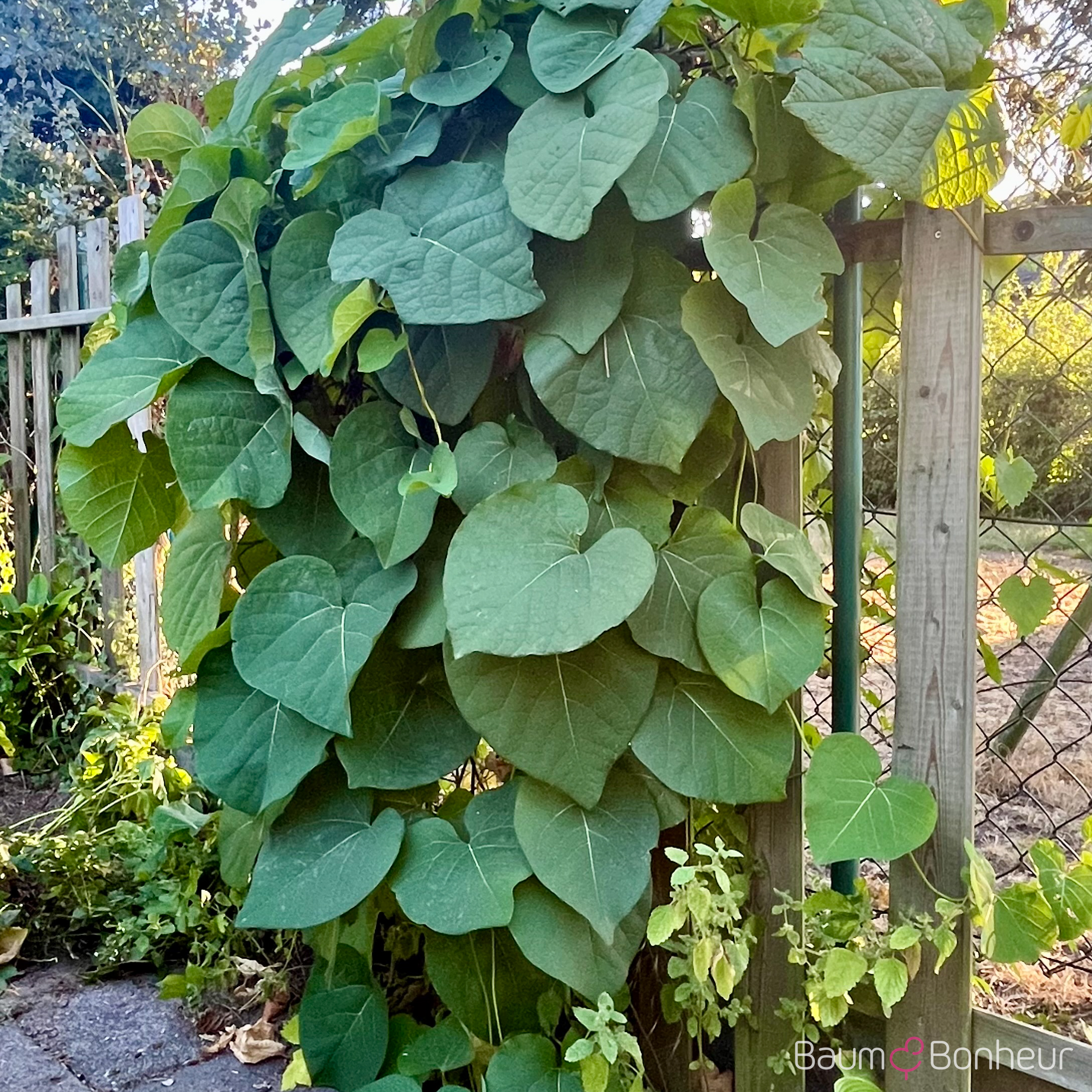 Aristolochia macrophylla
