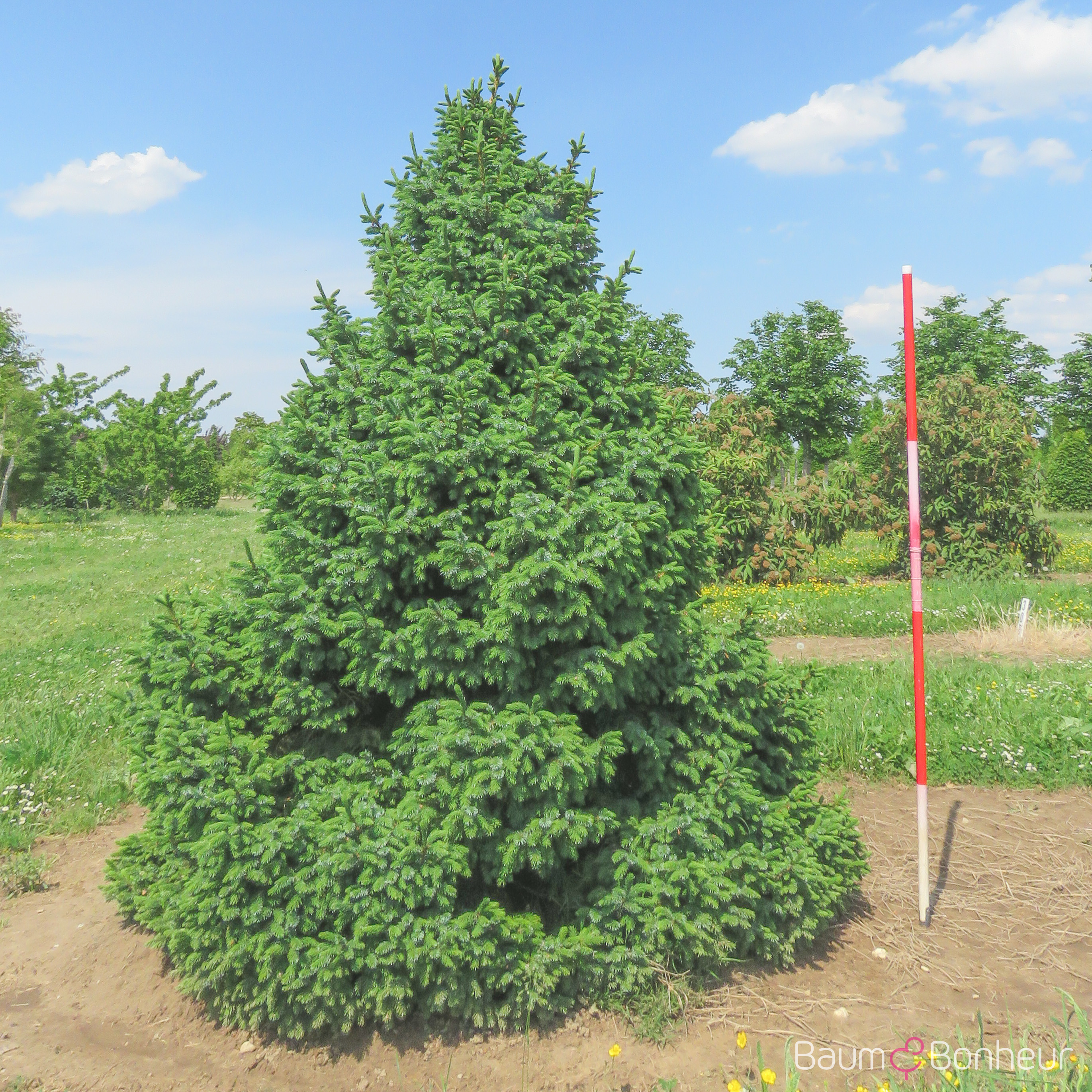 Picea omorika 'Nana'