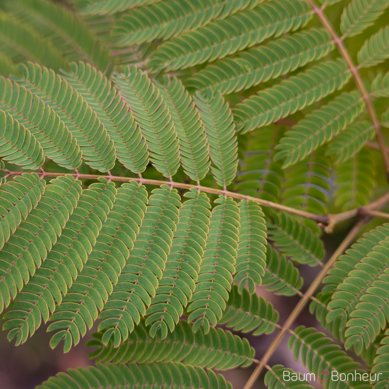 Albizia julibrissin