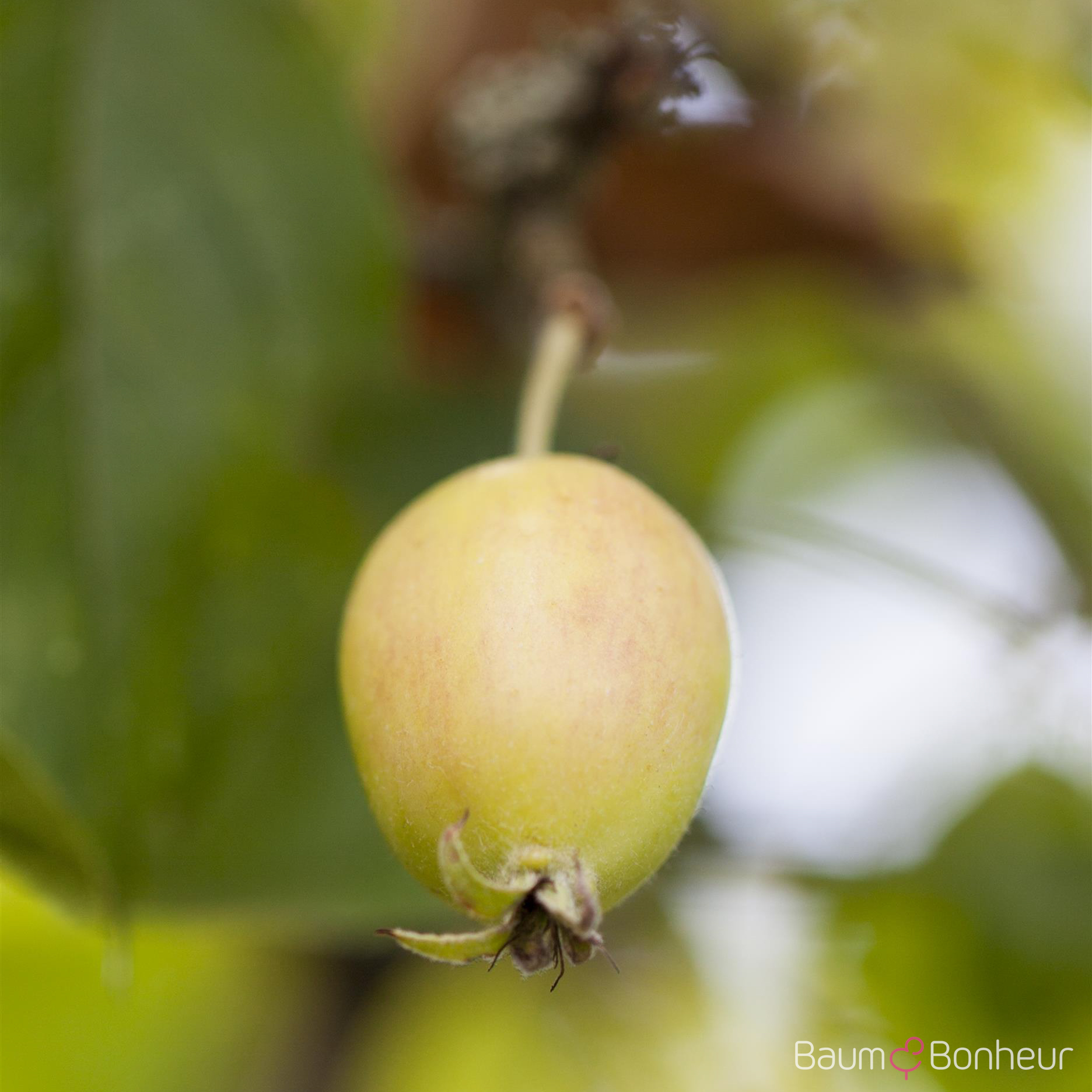 Malus 'John Downie'