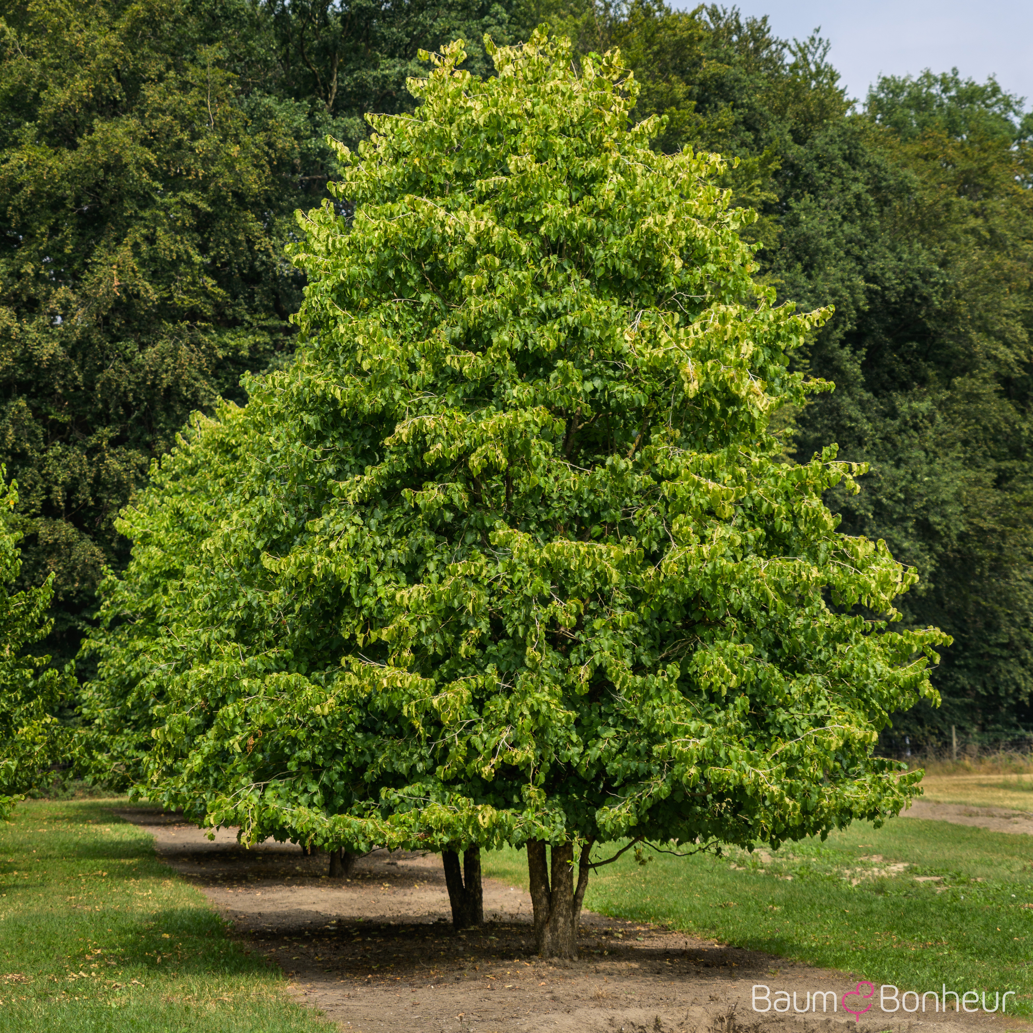 Corylus colurna