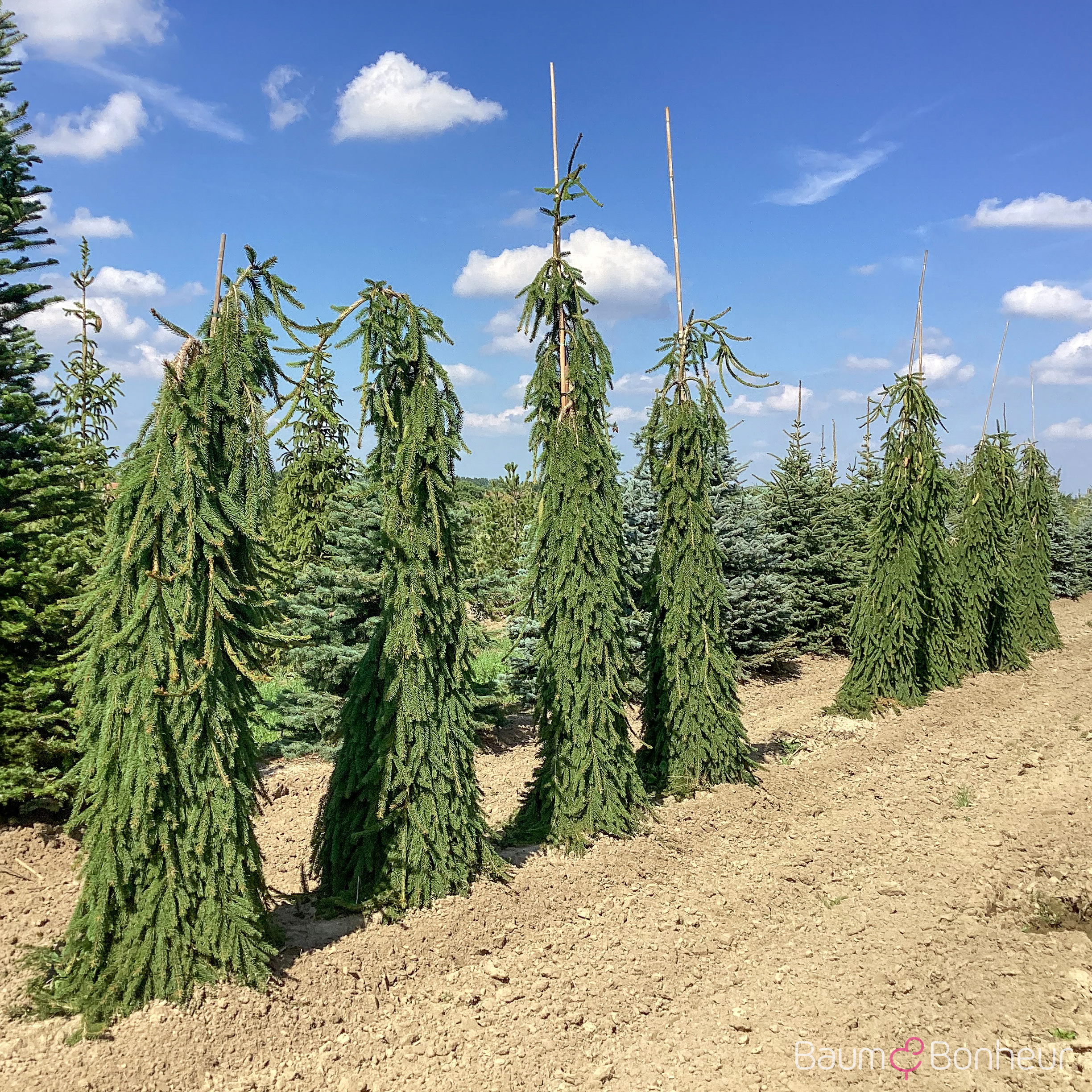 Picea abies 'Inversa'