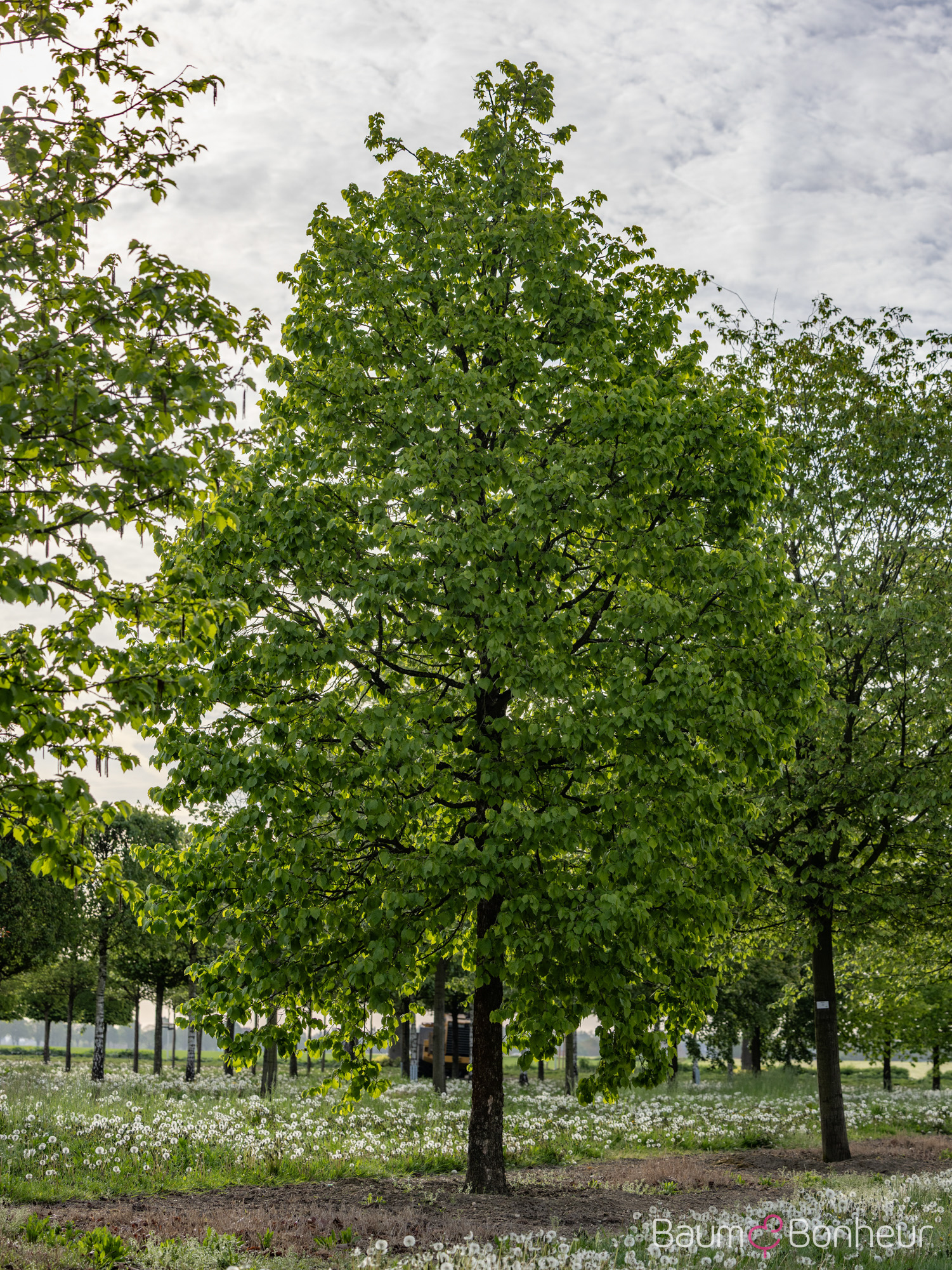 Corylus colurna