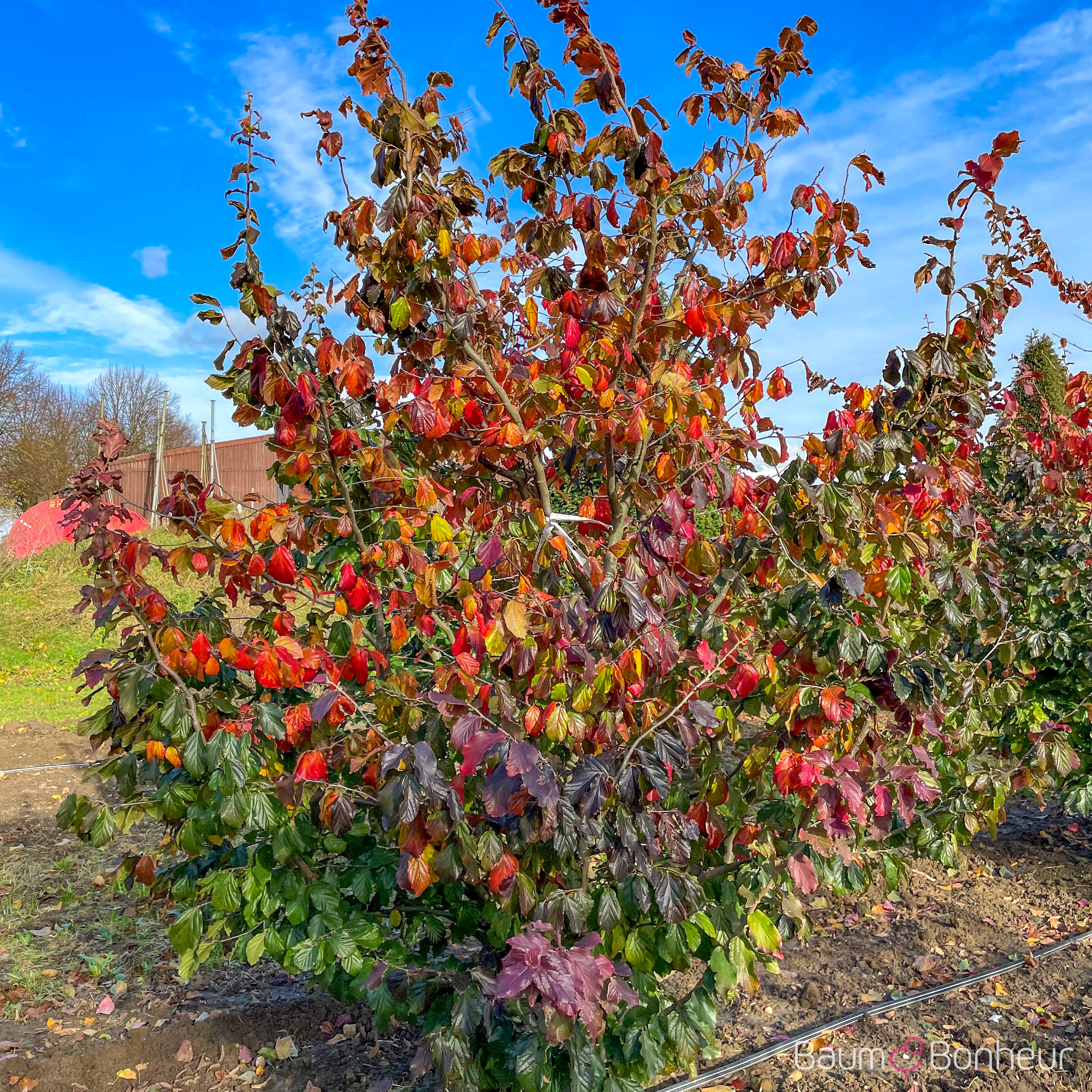 Parrotia persica 'Feliciê'