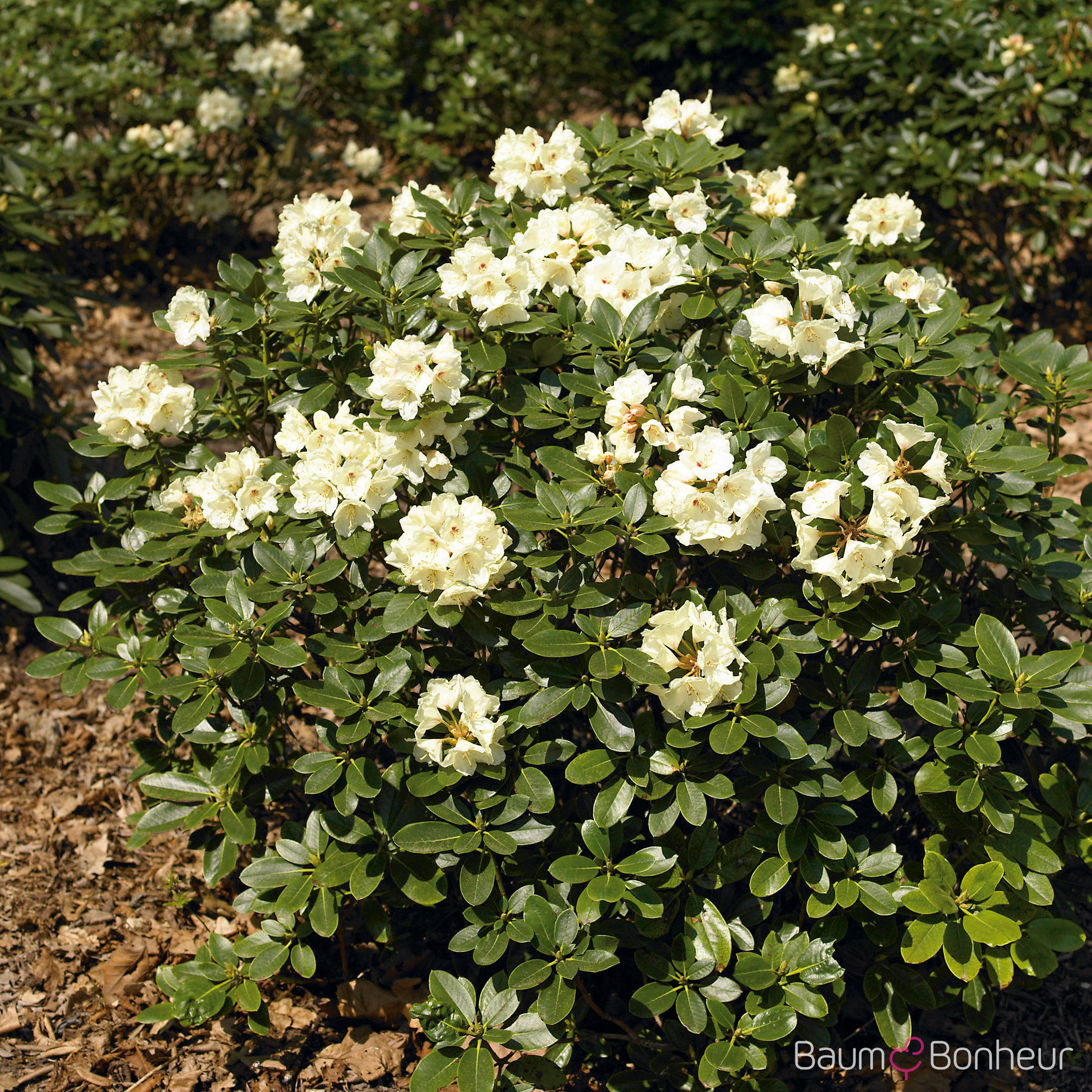 Rhododendron yakushimanum 'Flava'