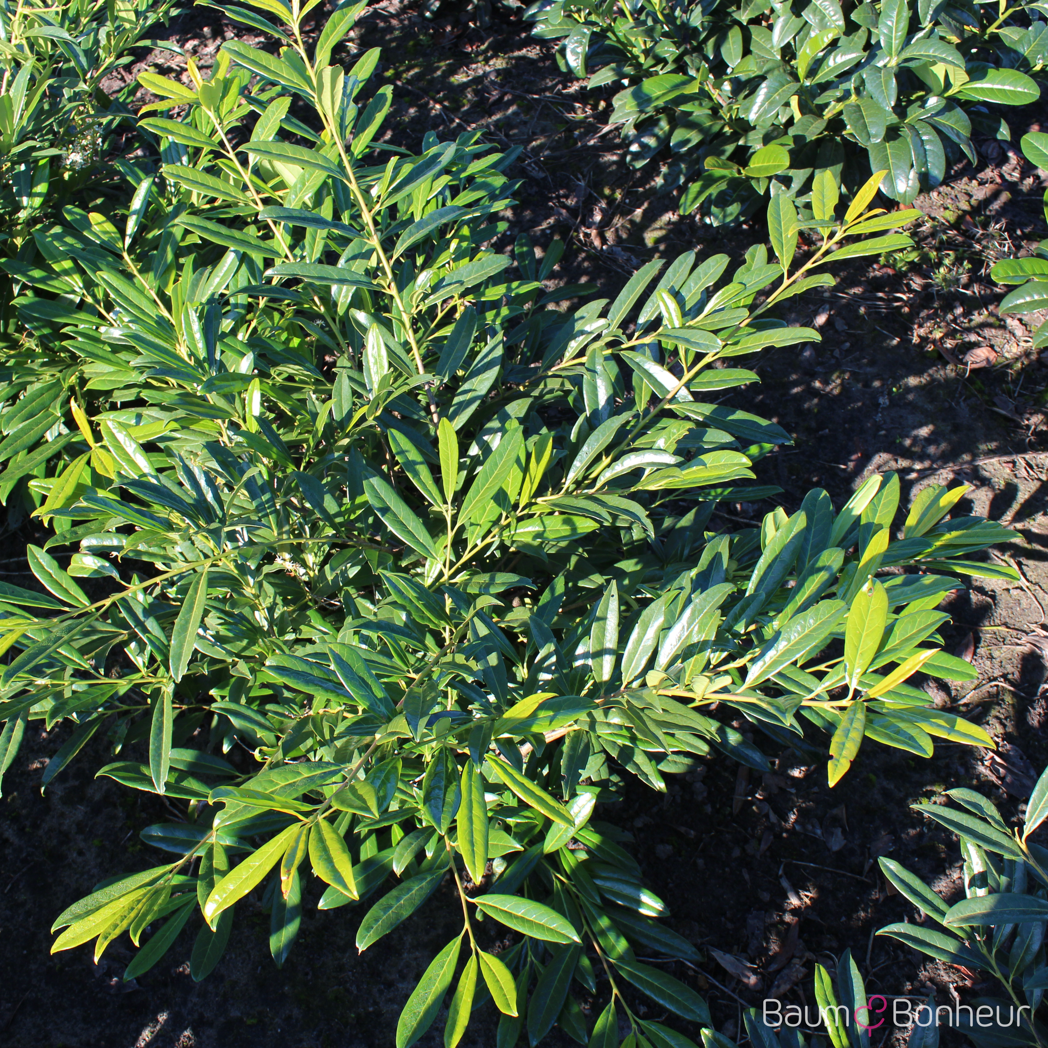 Prunus laurocerasus 'Zabeliana'