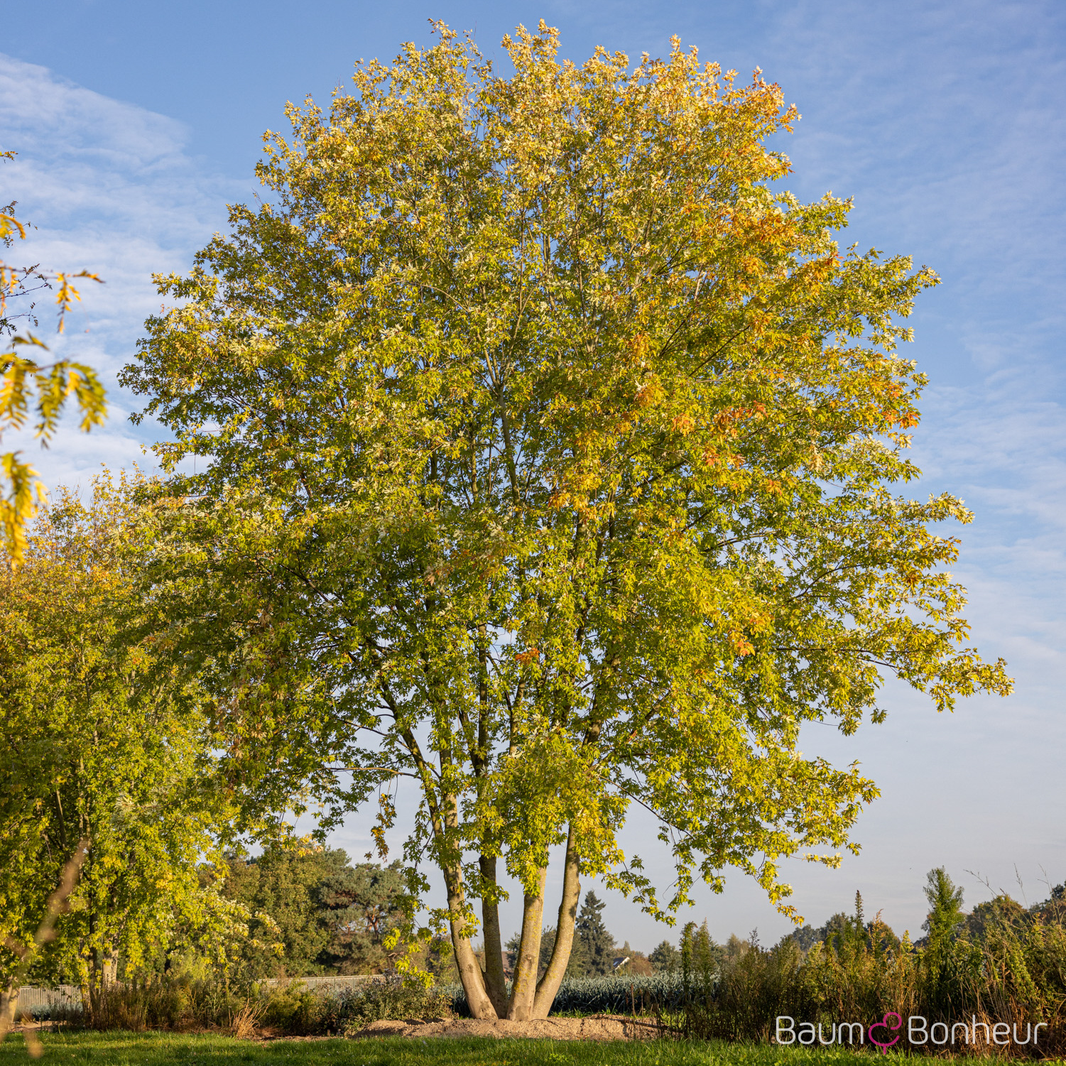 Acer saccharinum