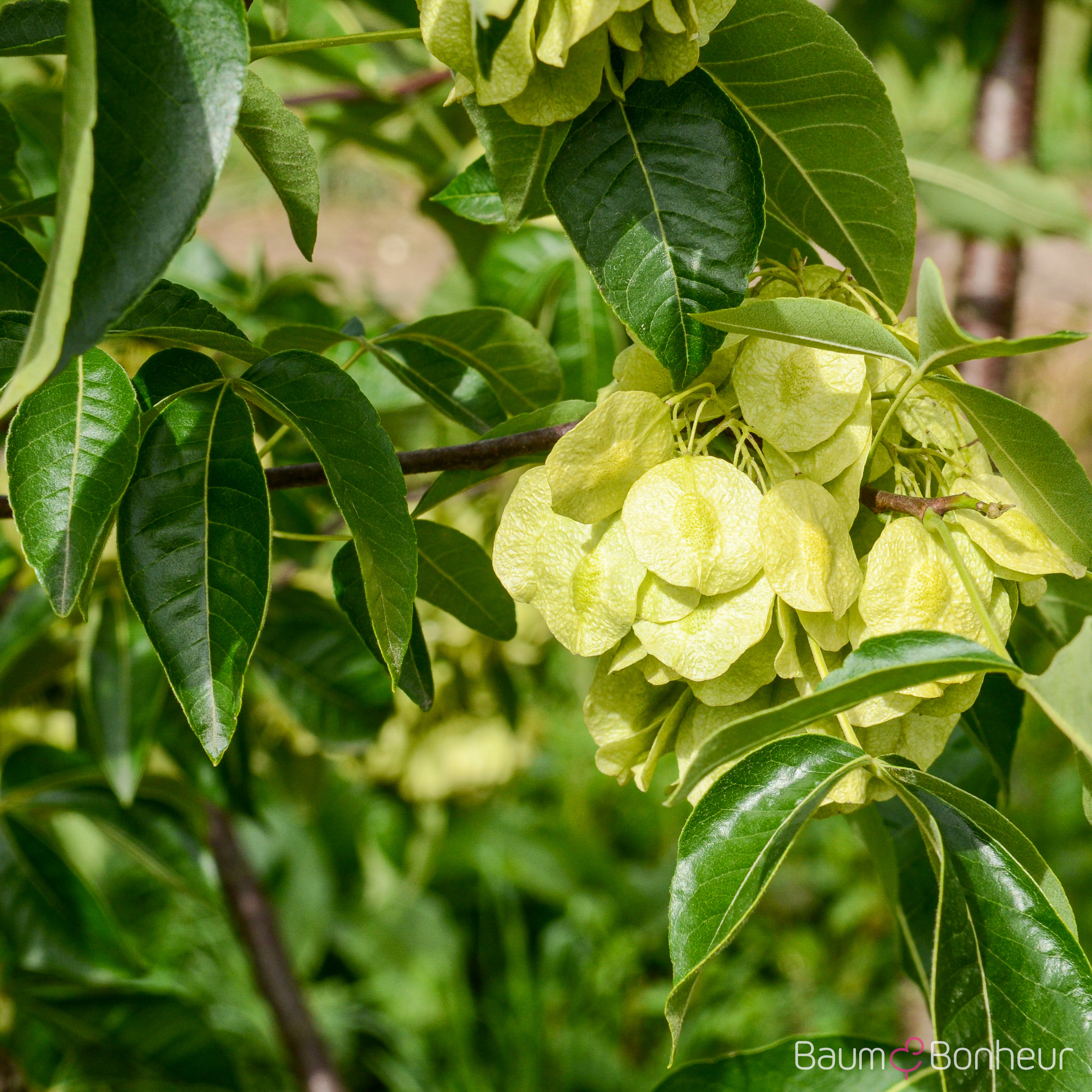 Ptelea trifoliata