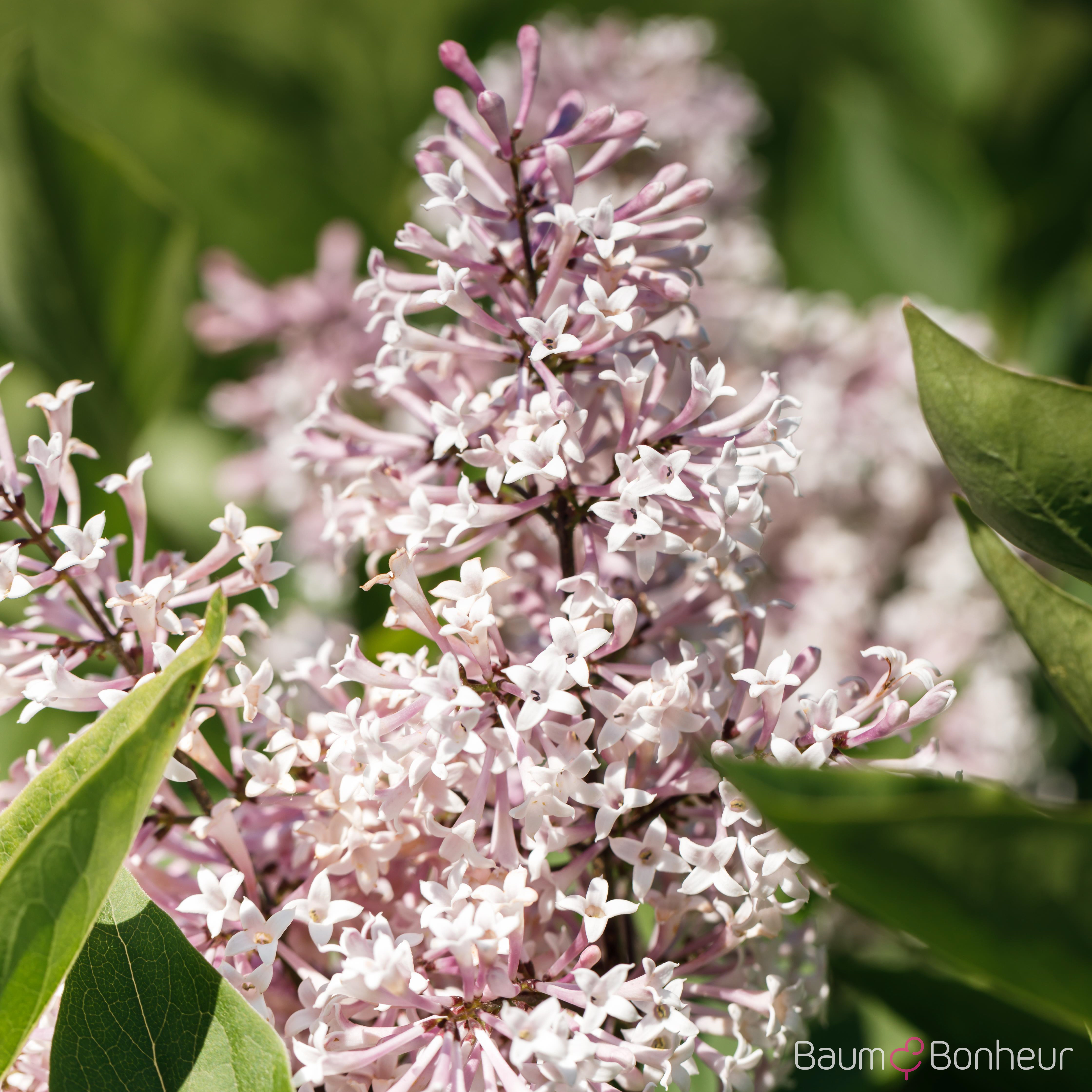 Syringa patula 'Miss Kim'