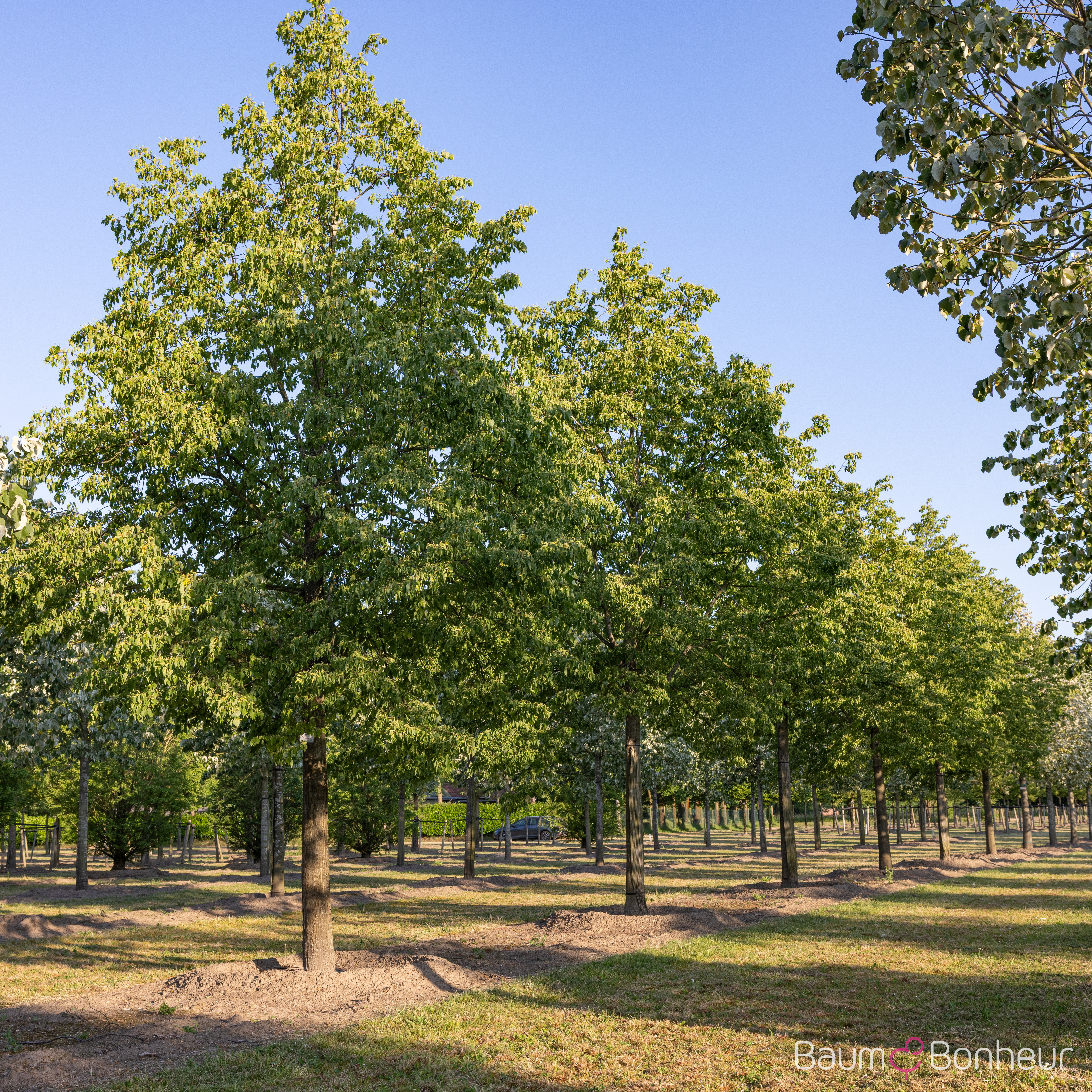 Tilia cordata 'Greenspire'