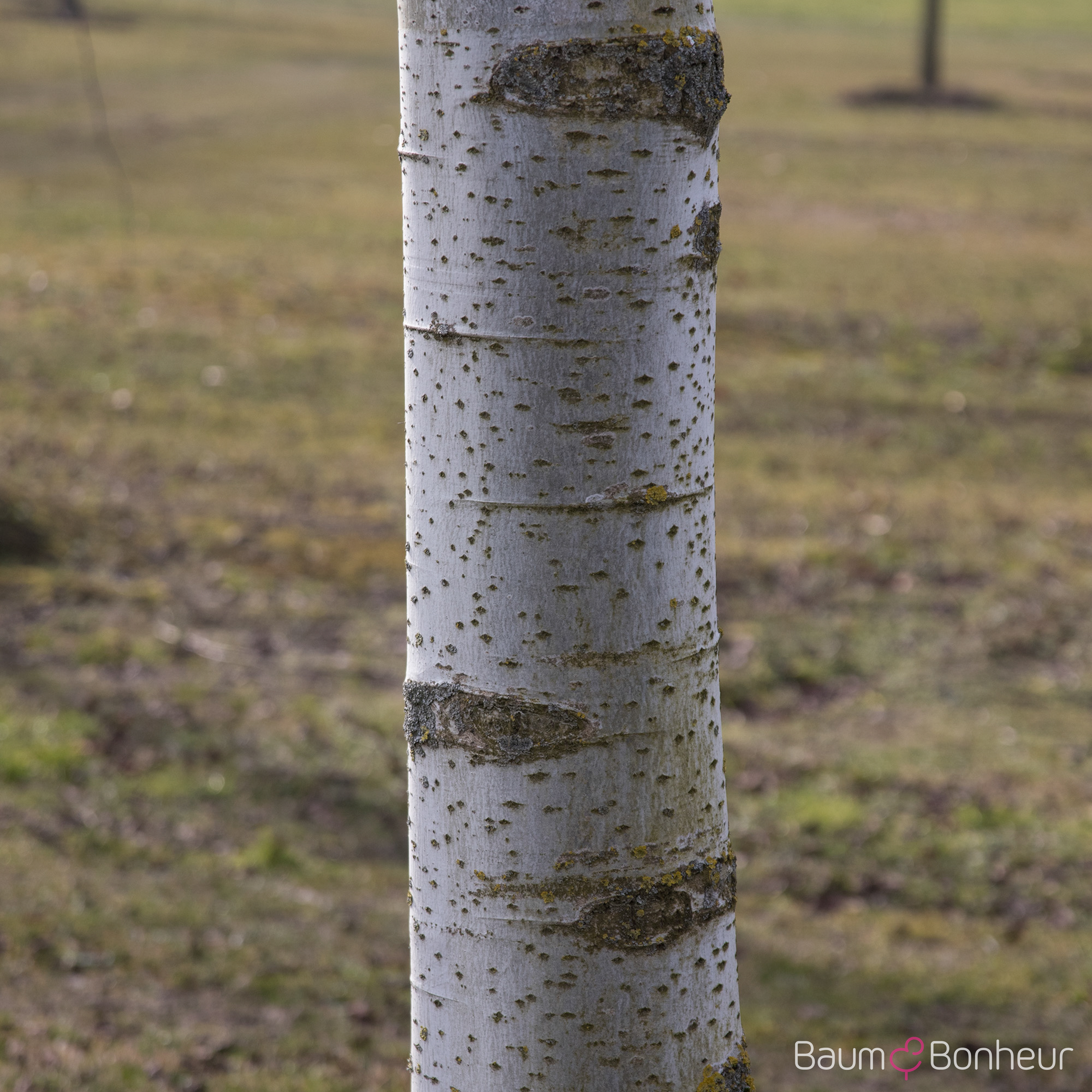 Populus alba 'Raket'
