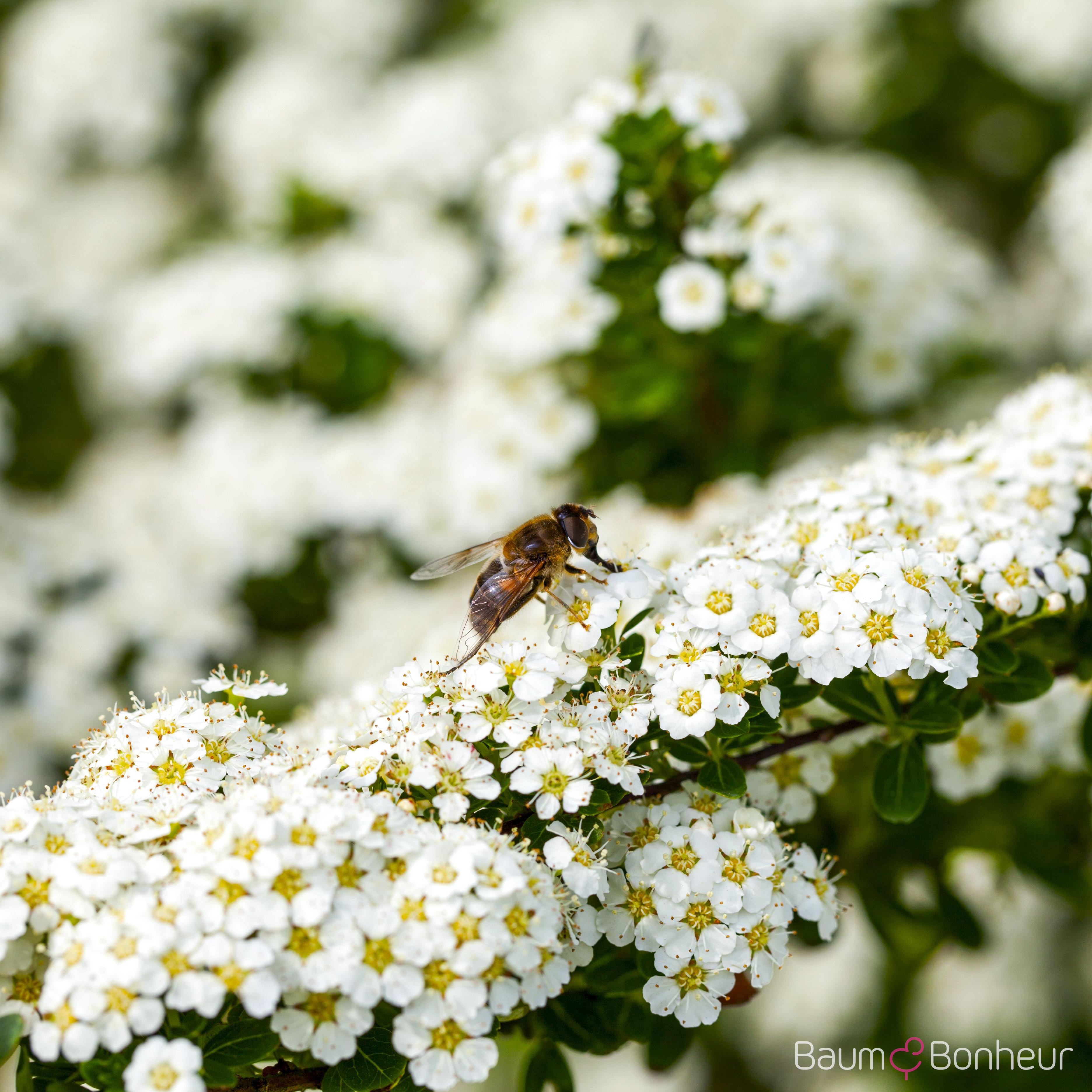 Spiraea x arguta