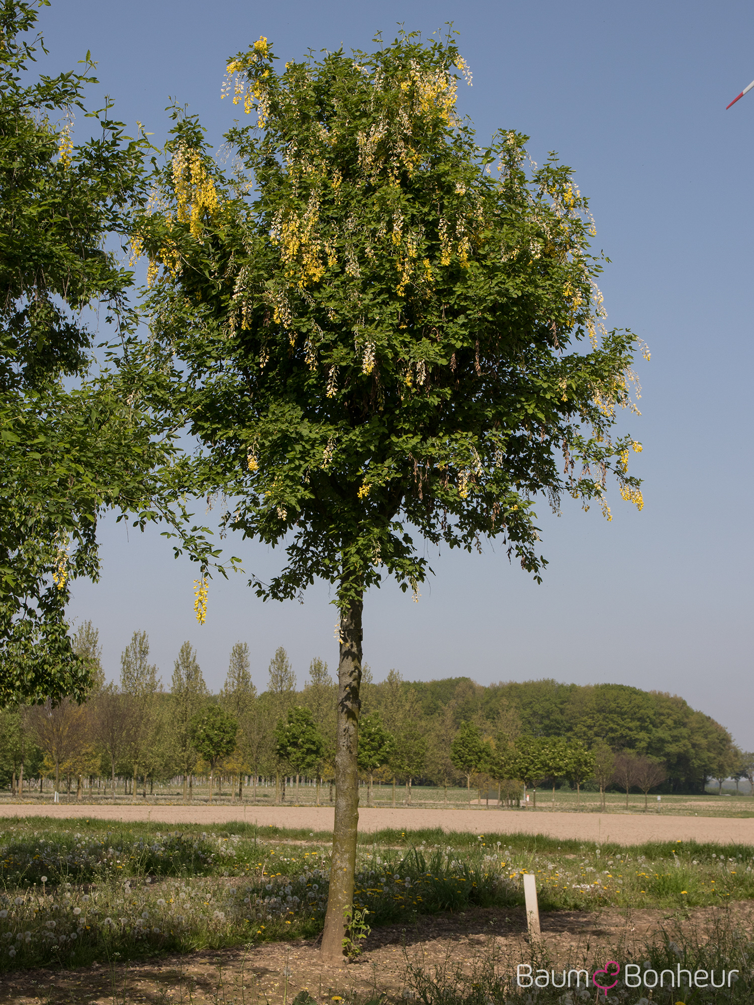 Laburnum anagyroides