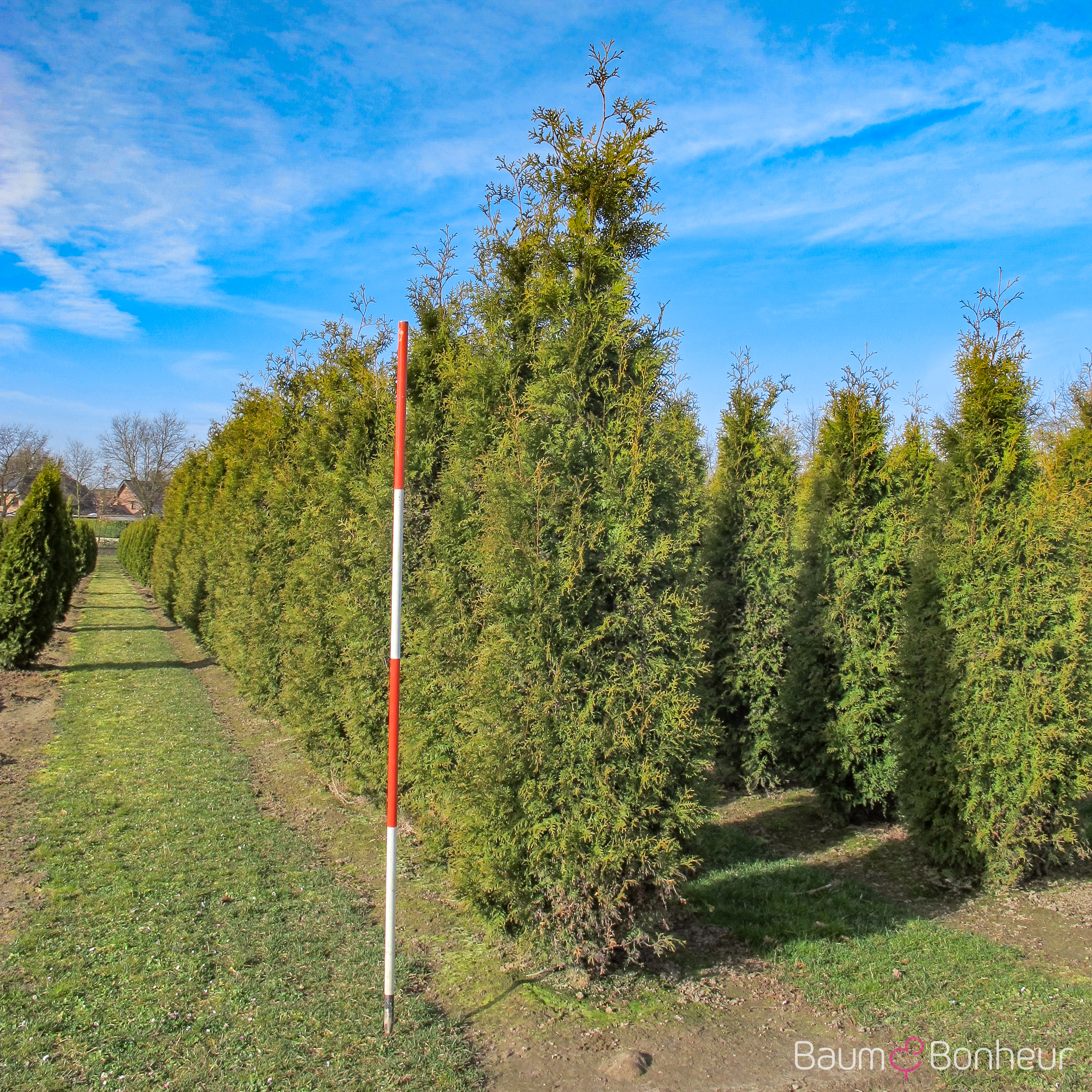 Thuja occidentalis 'Brabant'