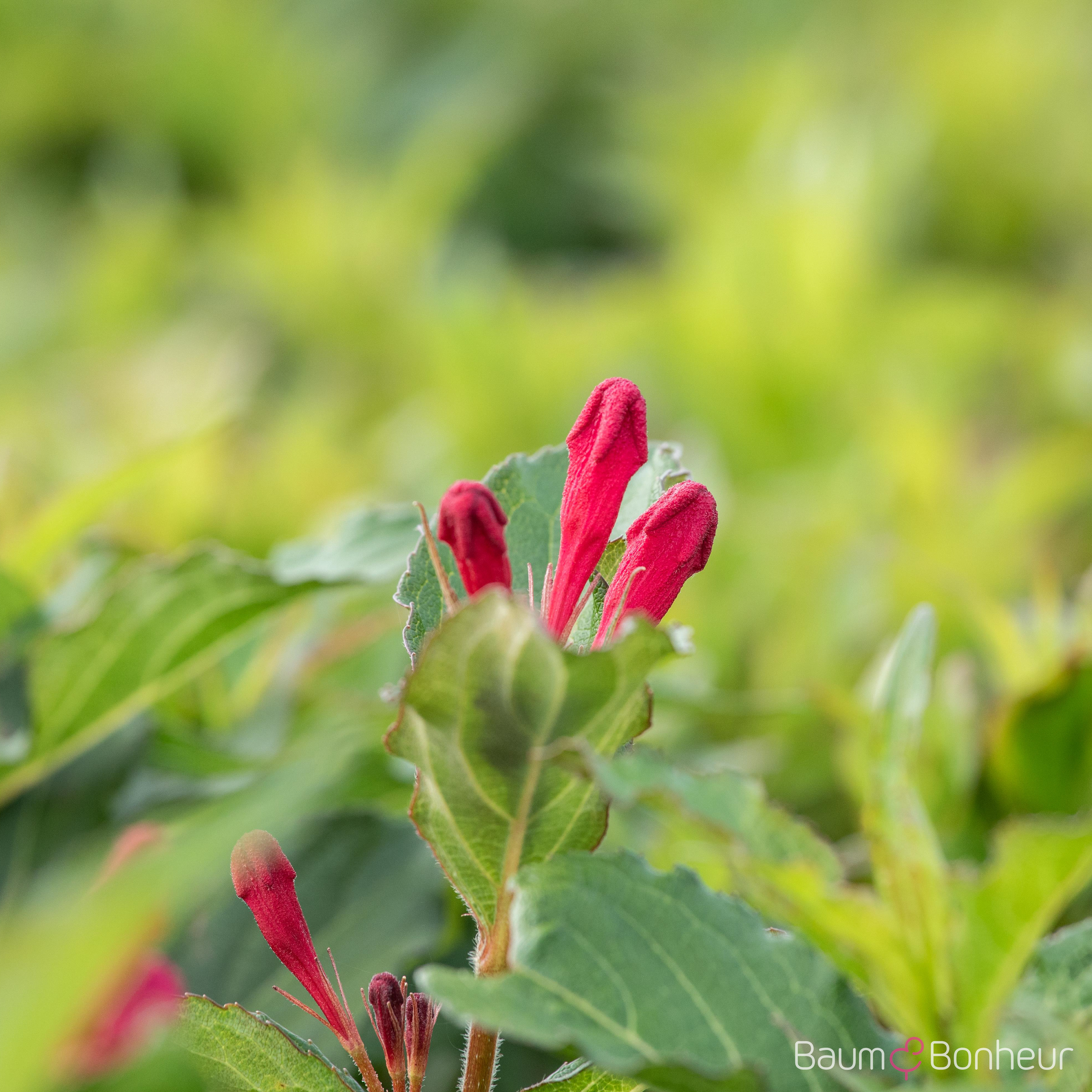 Weigela 'Red Prince'