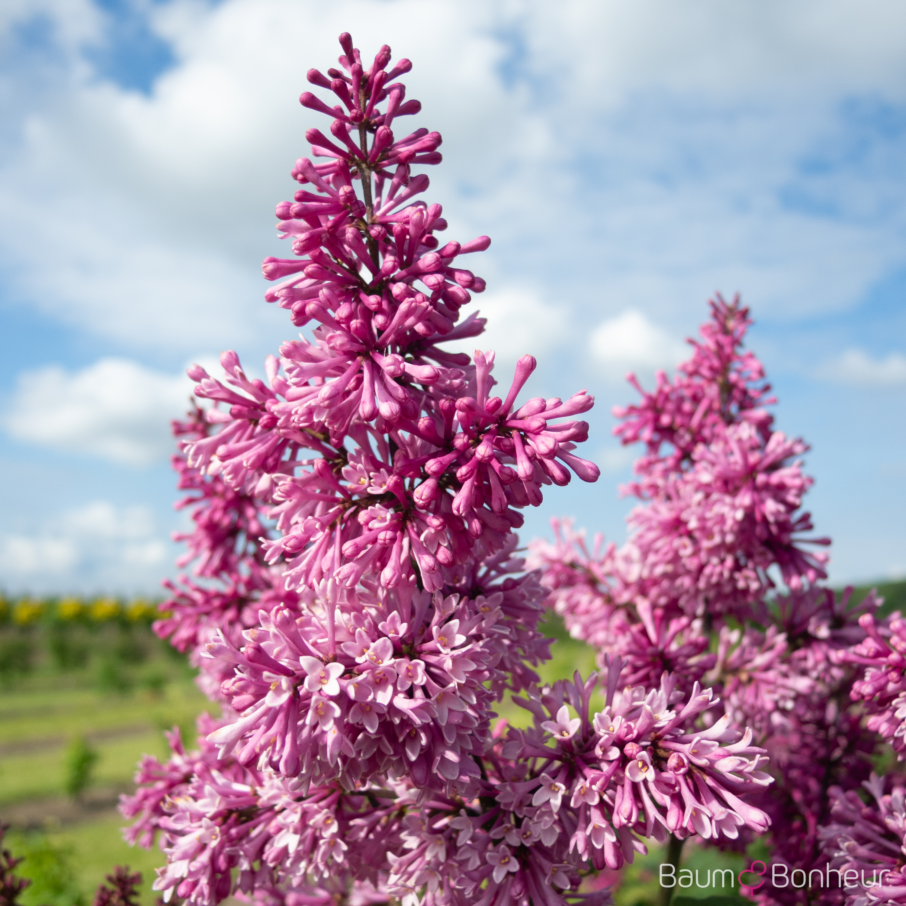 Syringa prestoniae 'Redwine'