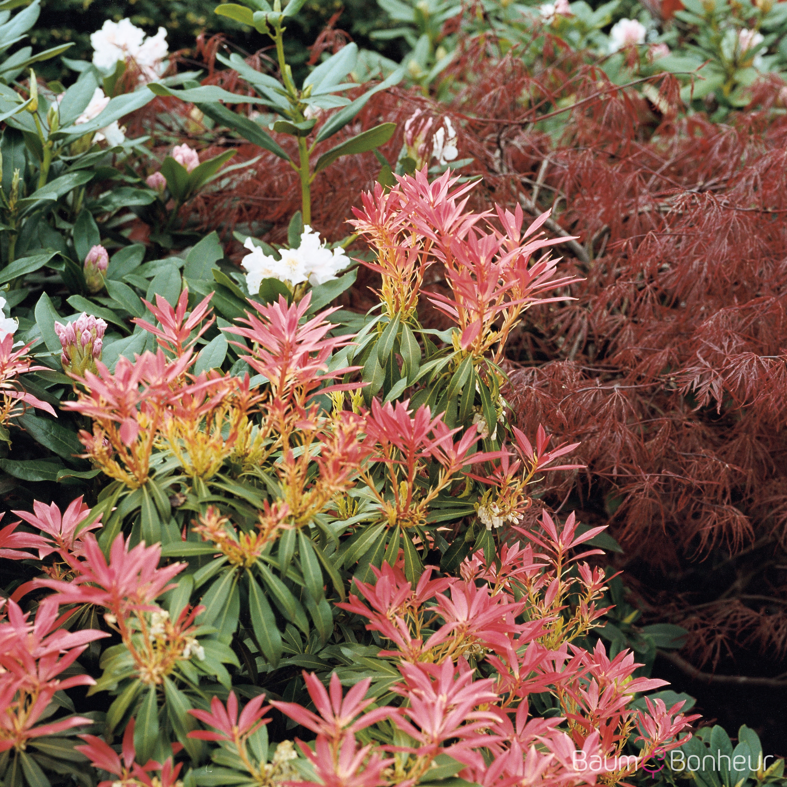 Pieris japonica 'Forest Flame'