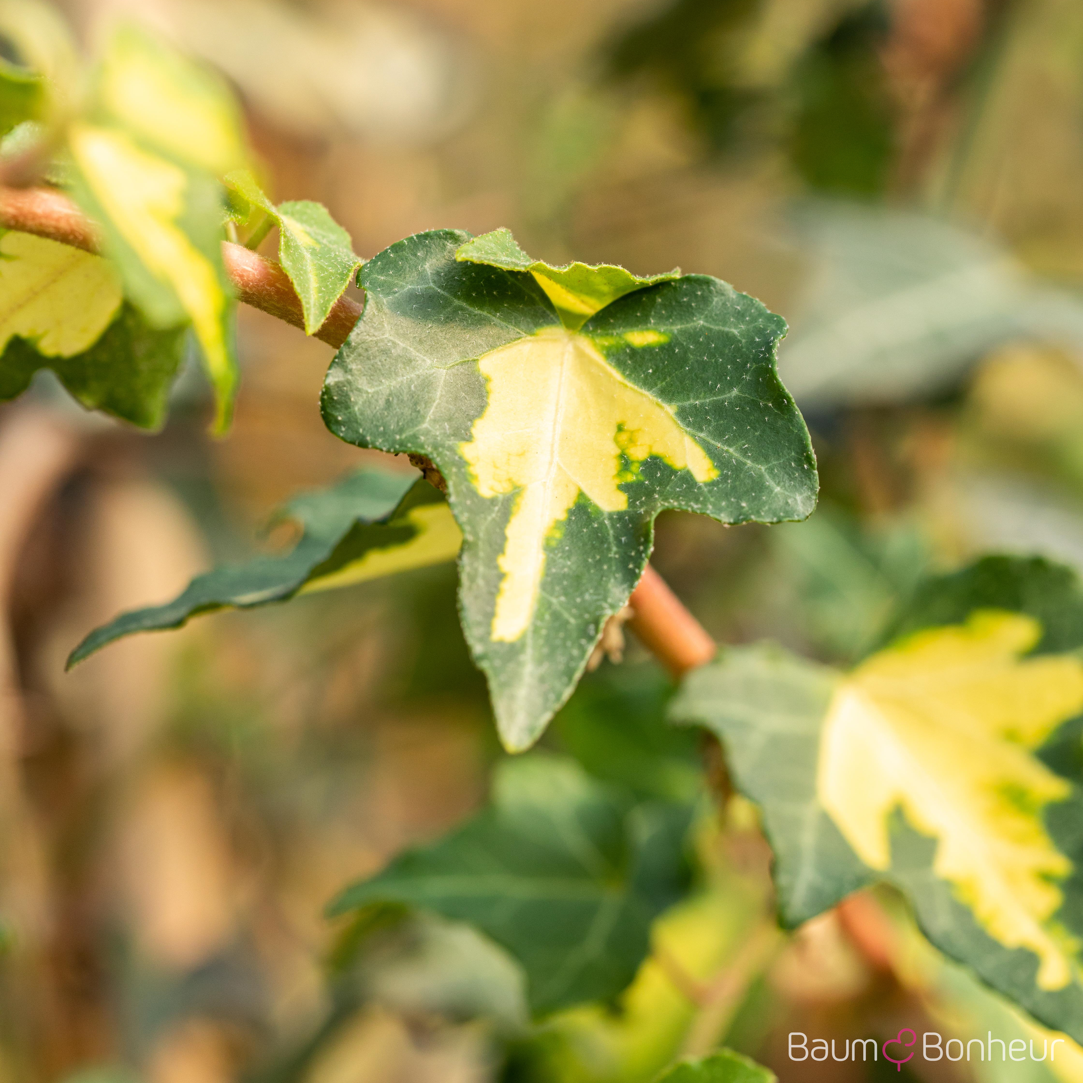 Hedera helix 'Goldheart'
