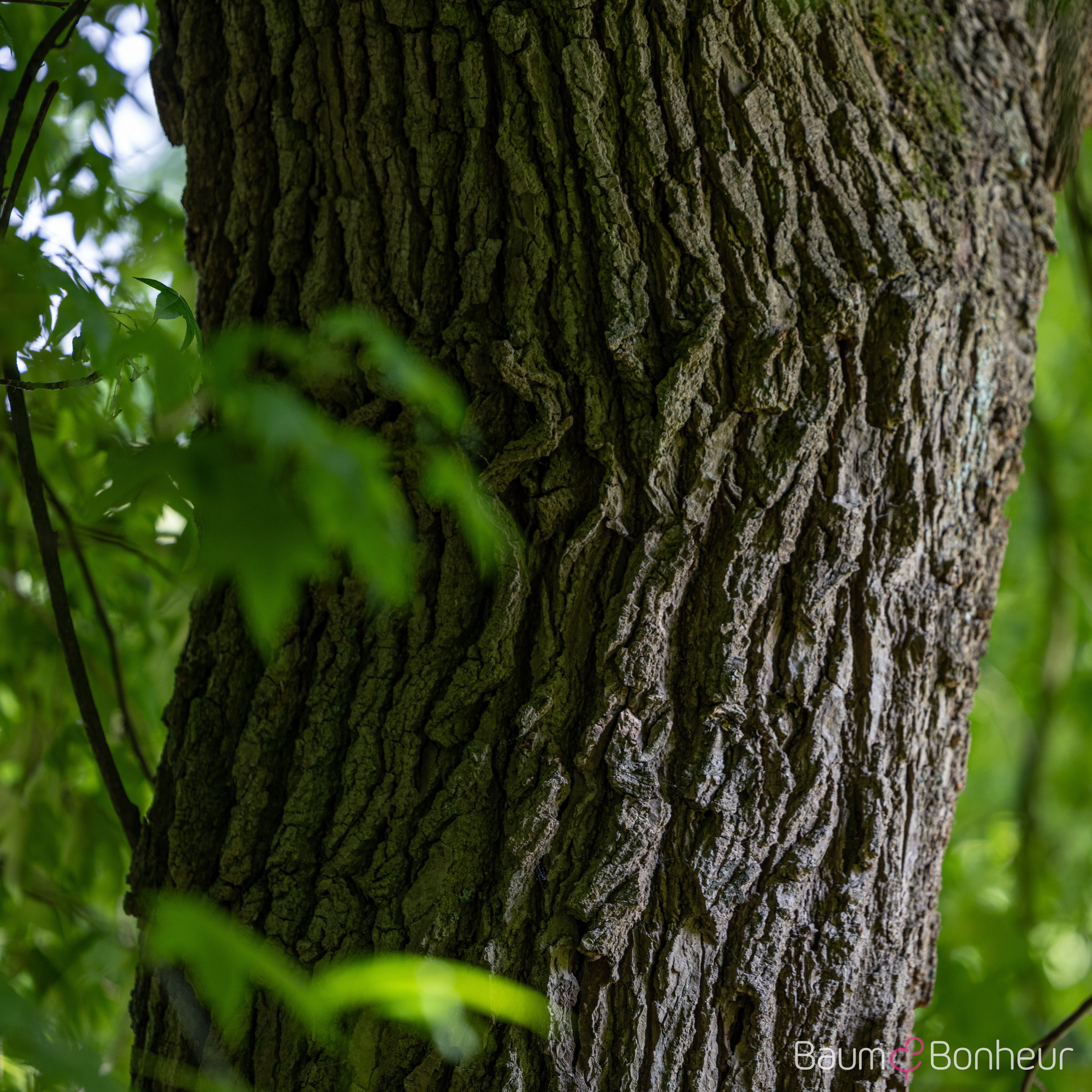 Liquidambar styraciflua