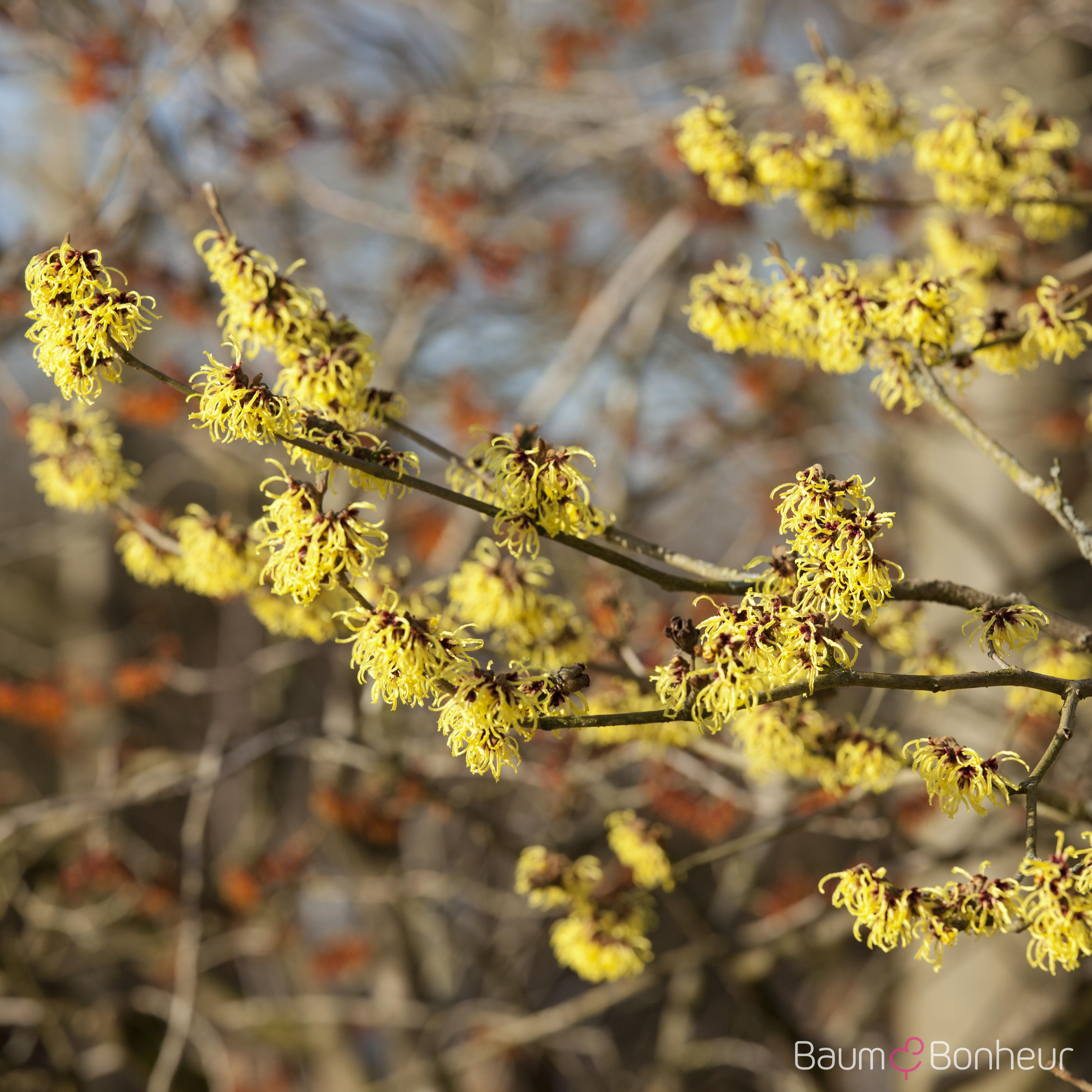 Hamamelis intermedia 'Primavera'
