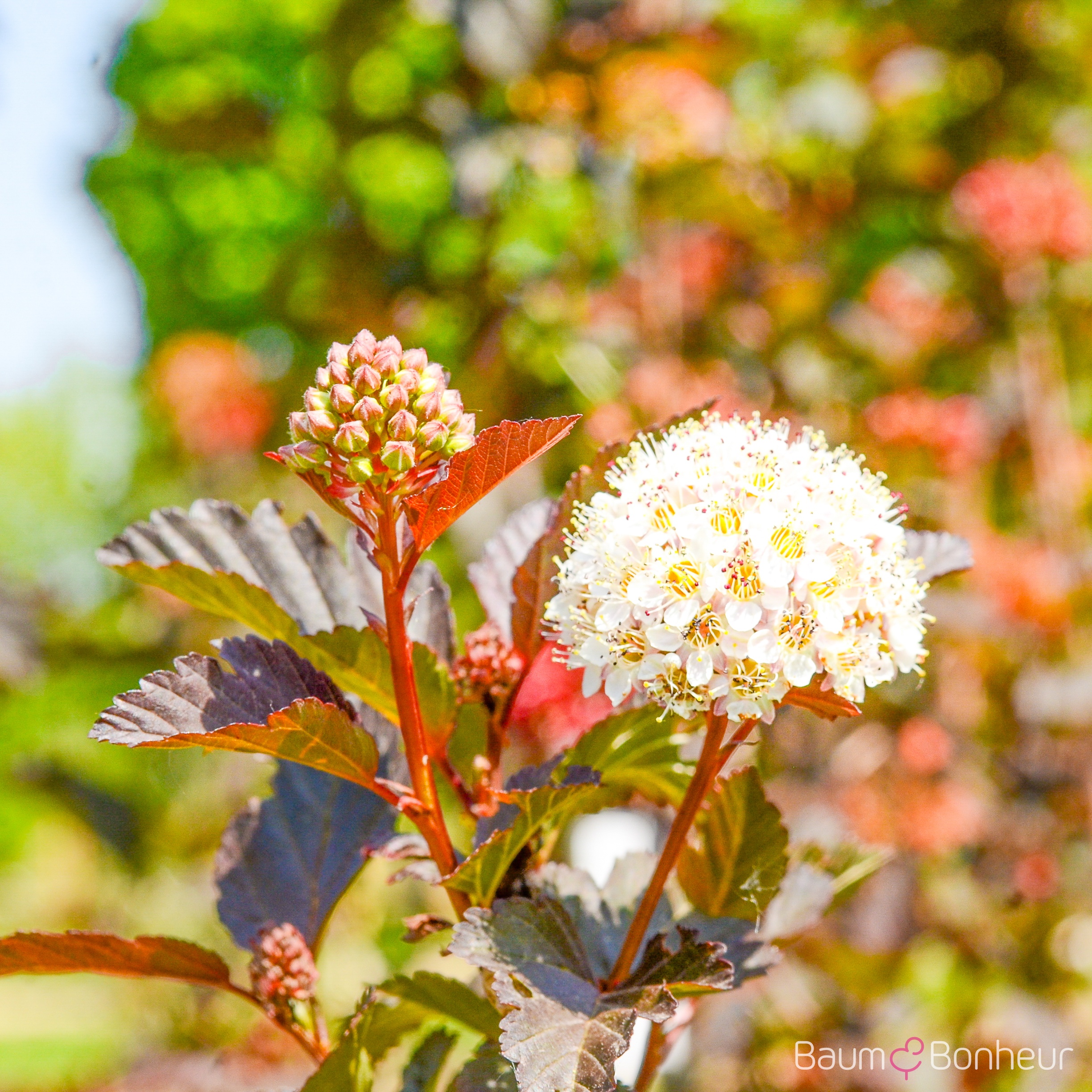 Physocarpus opulifolius 'Diabolo'