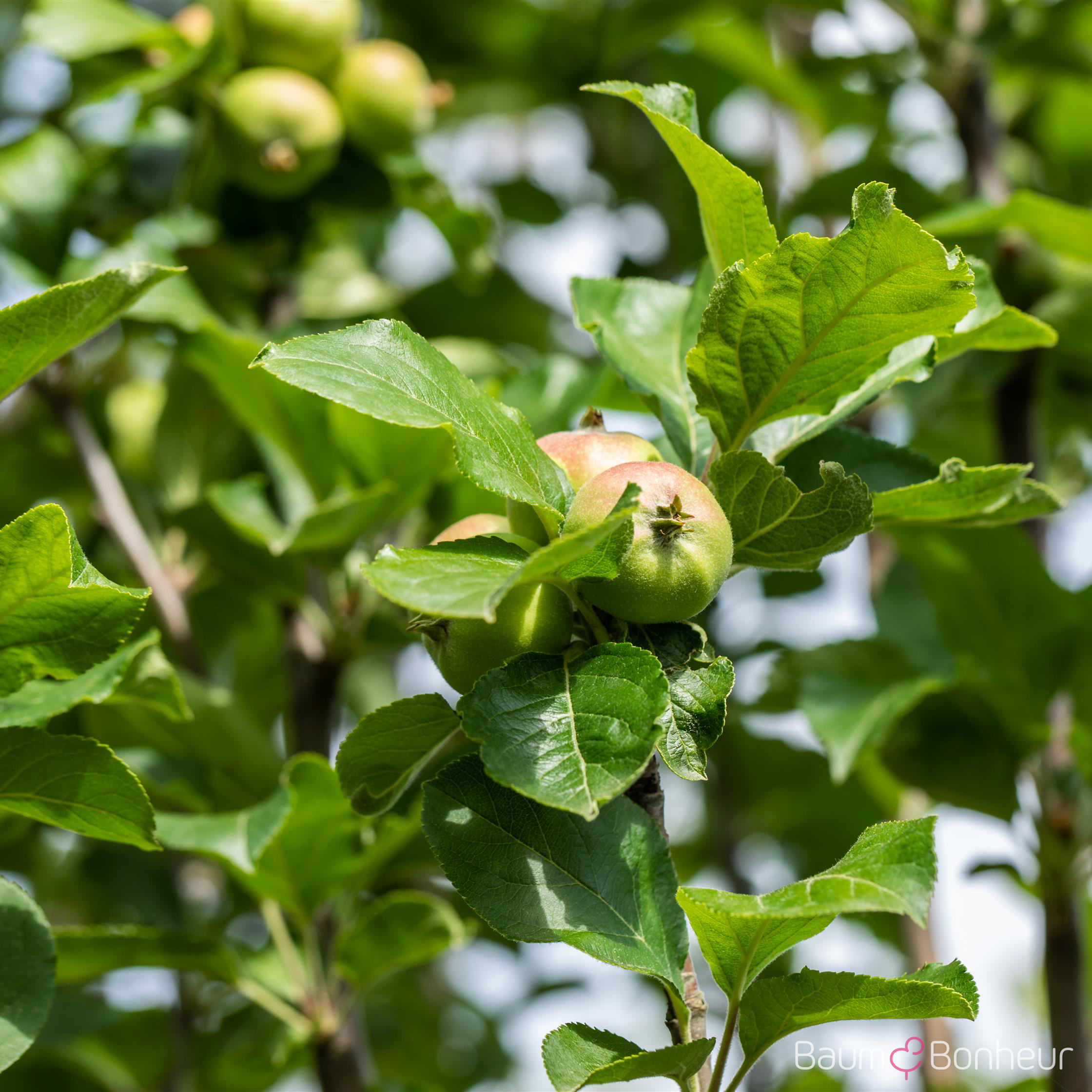 Malus 'James Grieve'