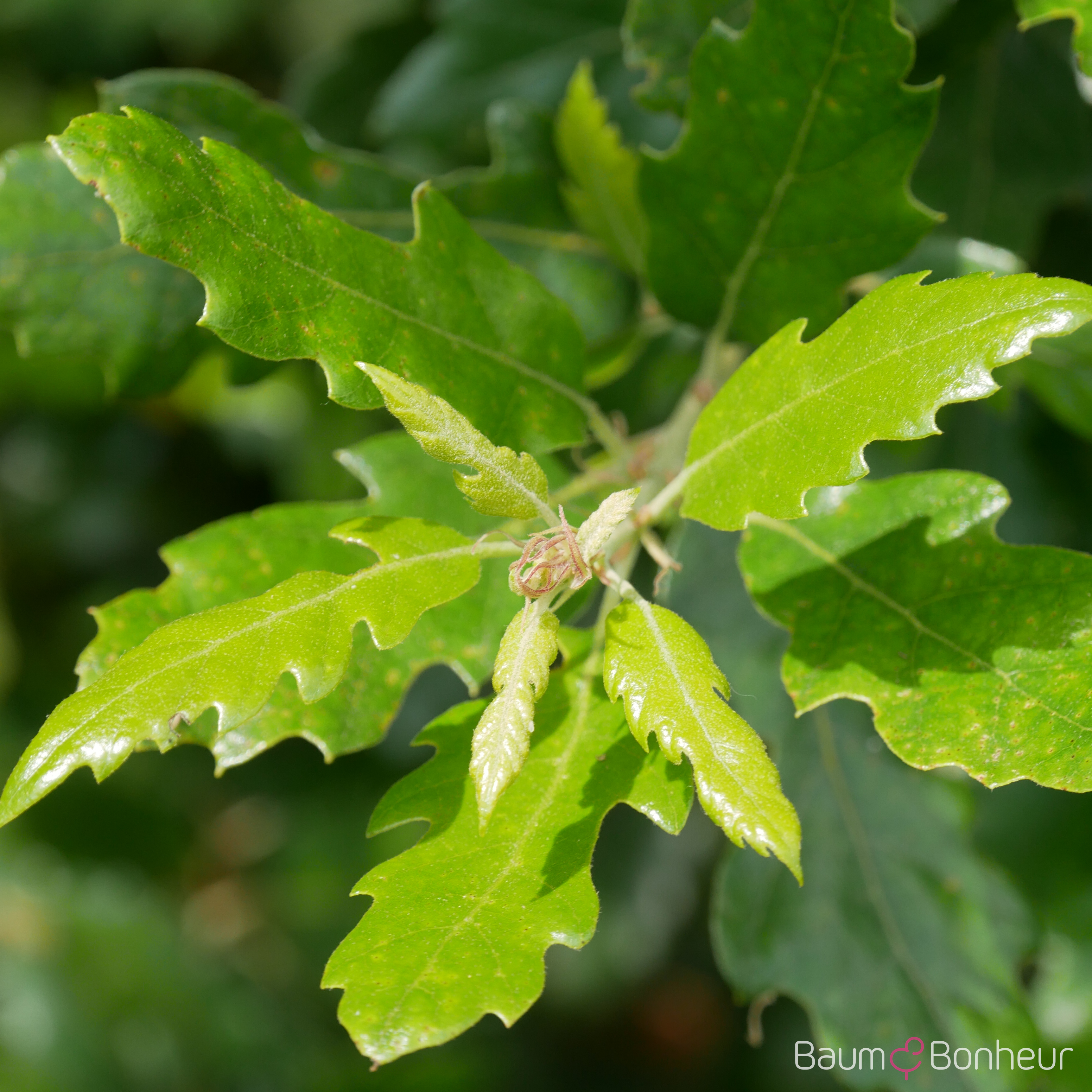 Quercus hispanica 'Fulhamensis'
