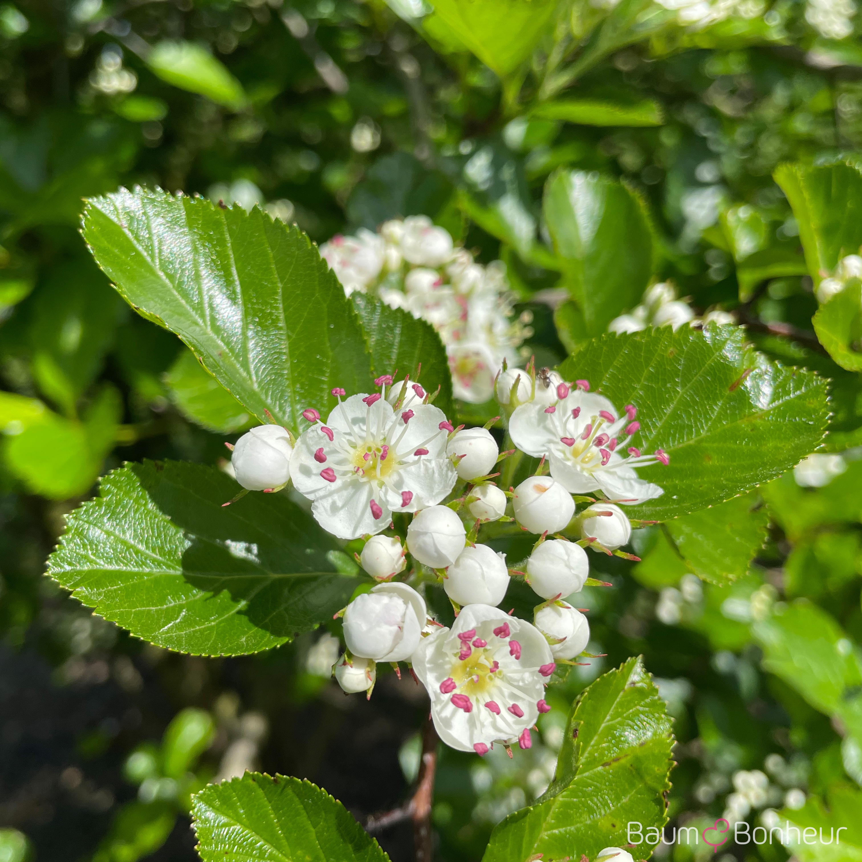 Crataegus persimilis