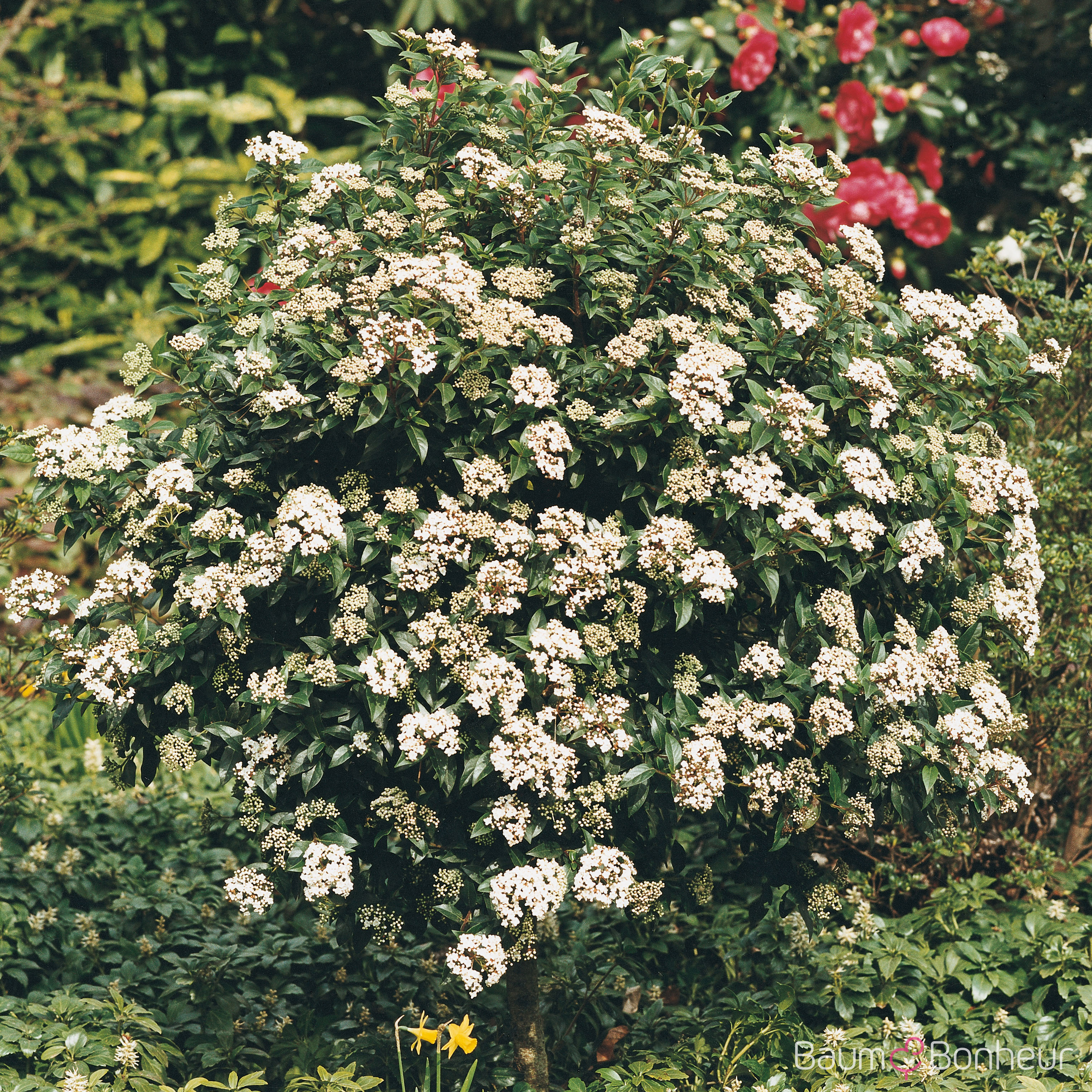 Viburnum tinus