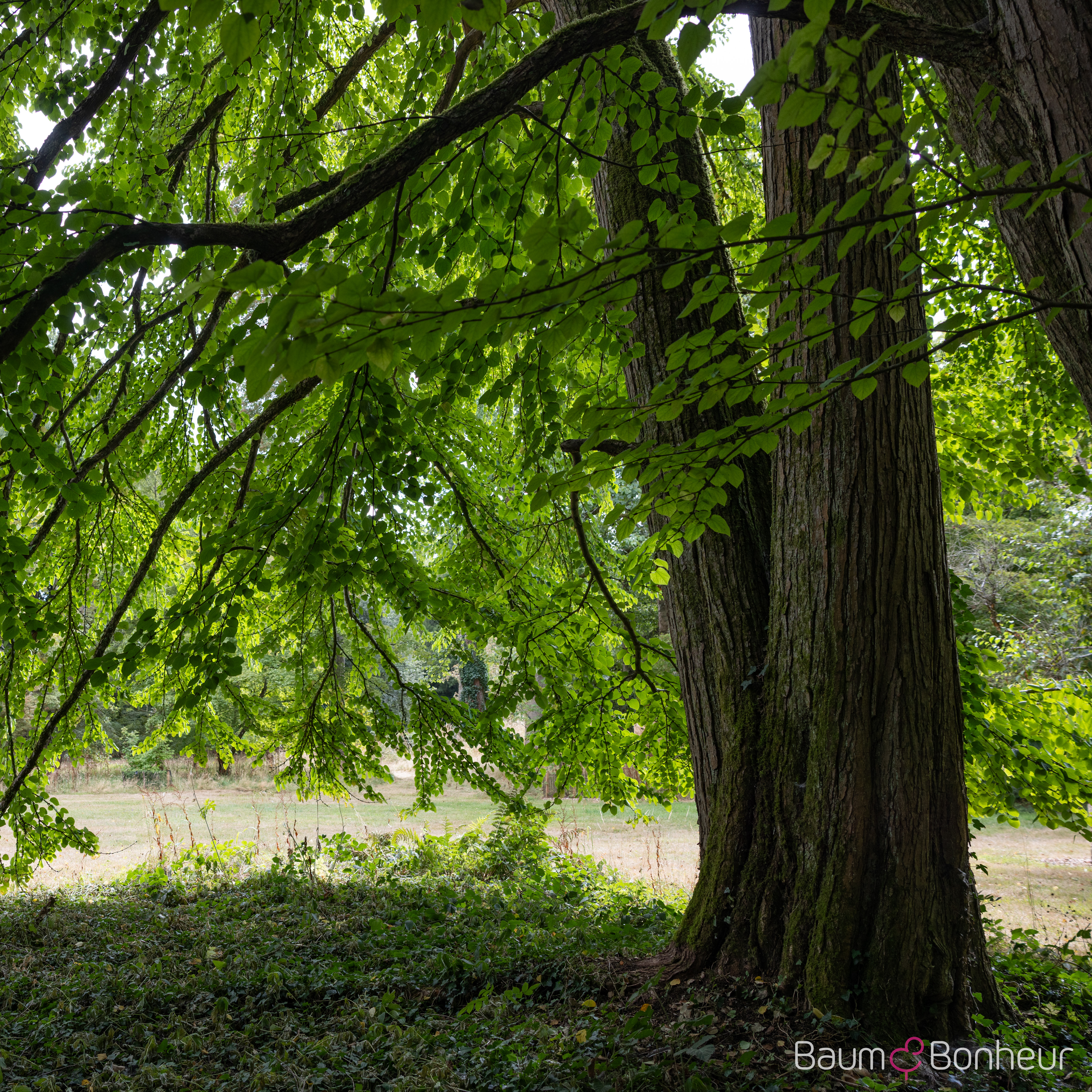 Cercidiphyllum japonicum