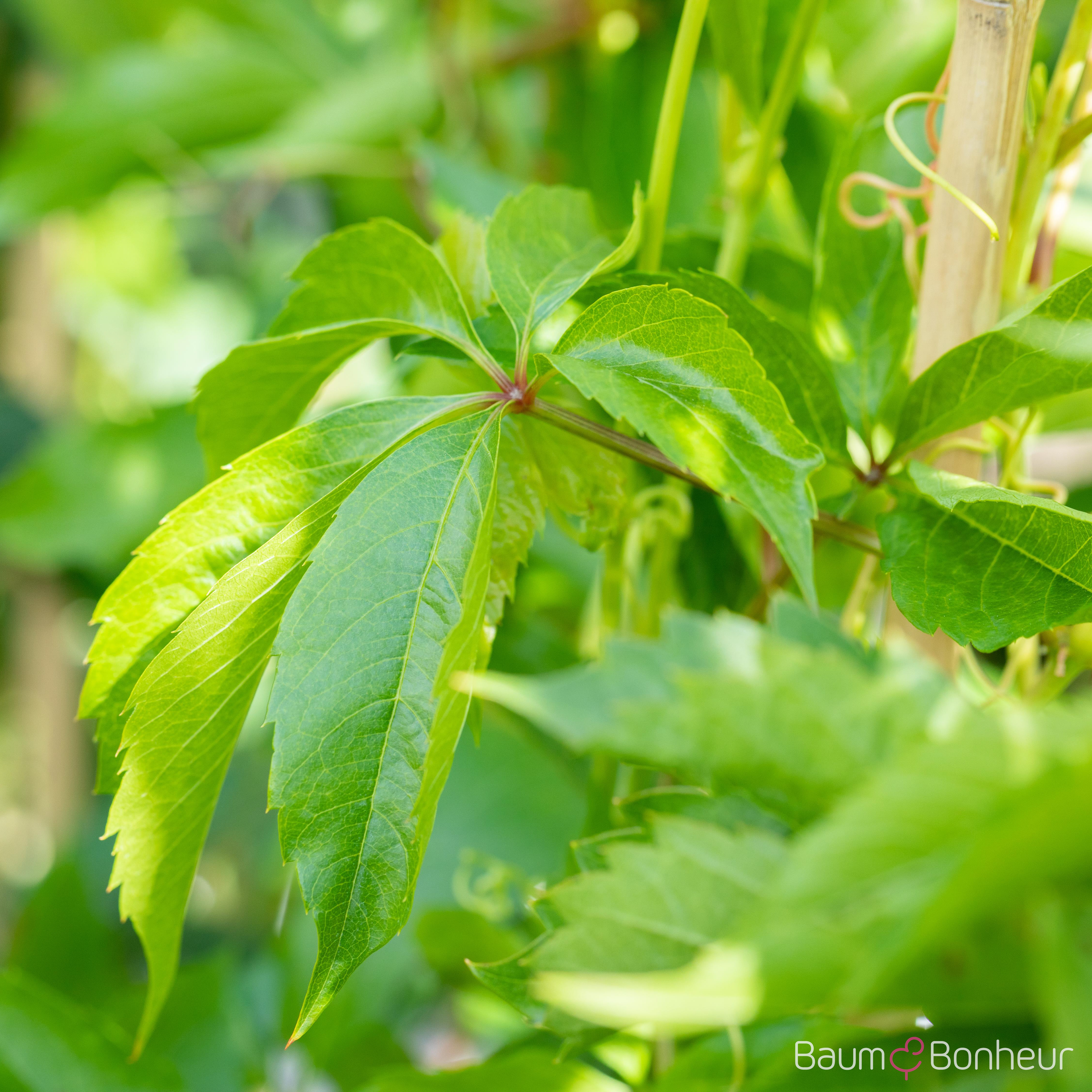 Parthenocissus quinquefolia