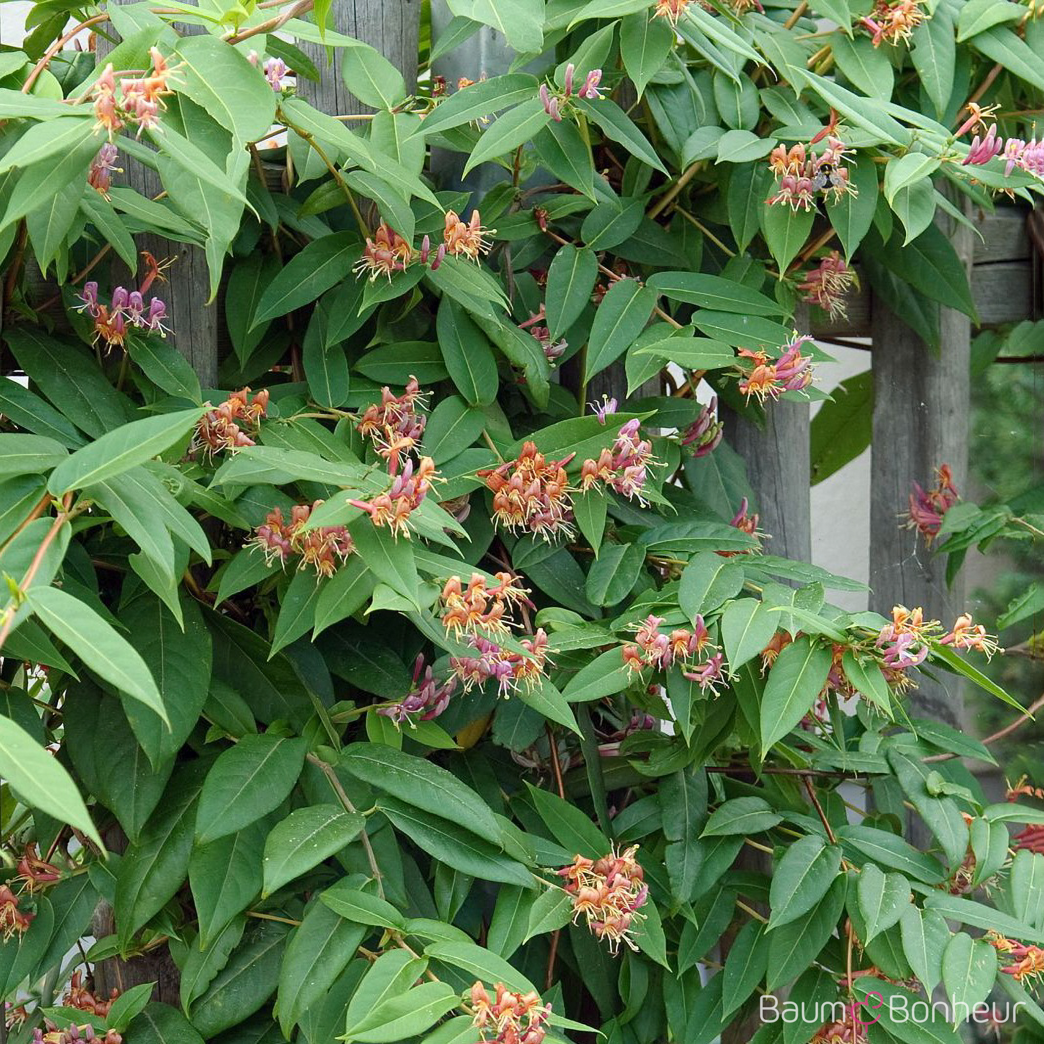 Lonicera henryi