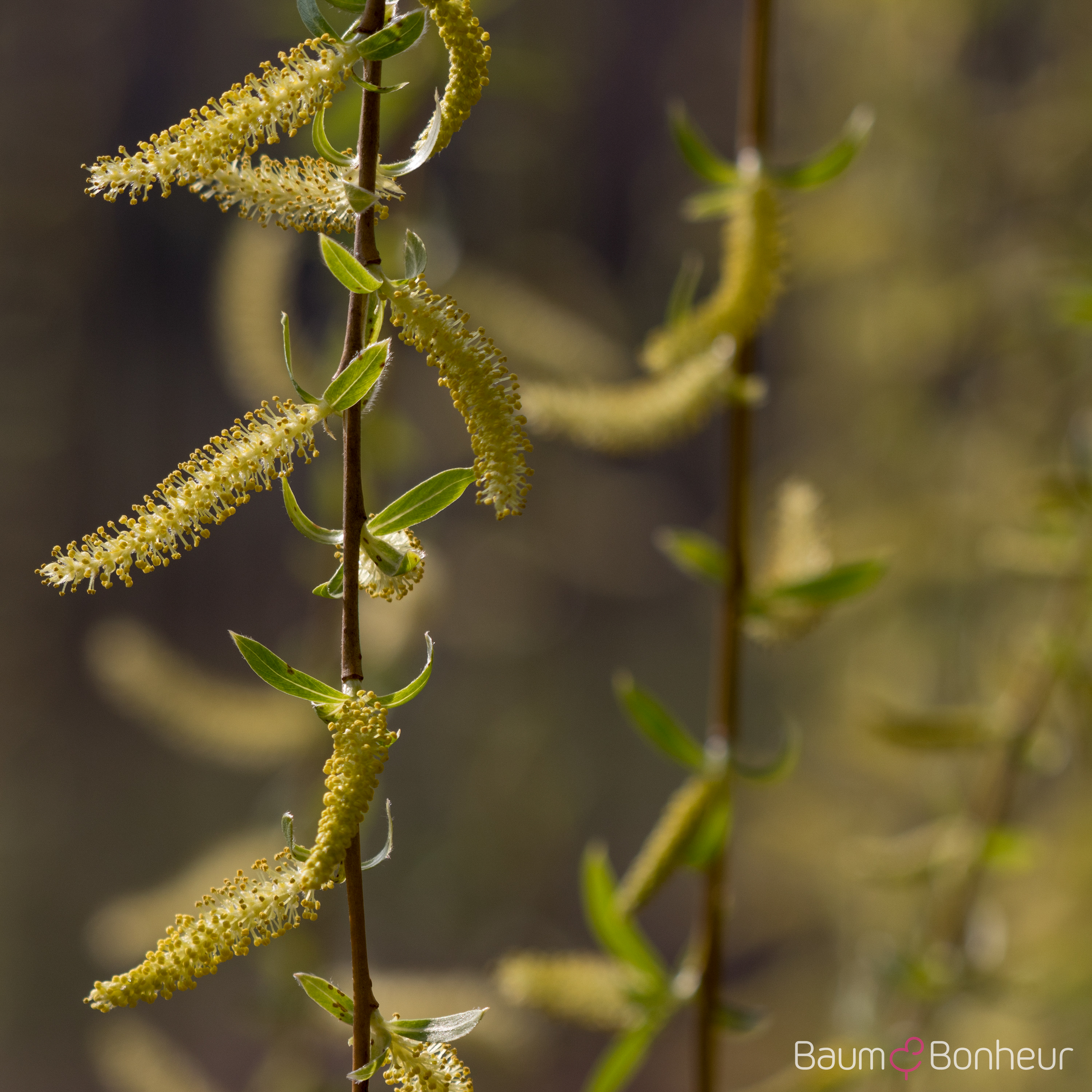 Salix alba 'Tristis'
