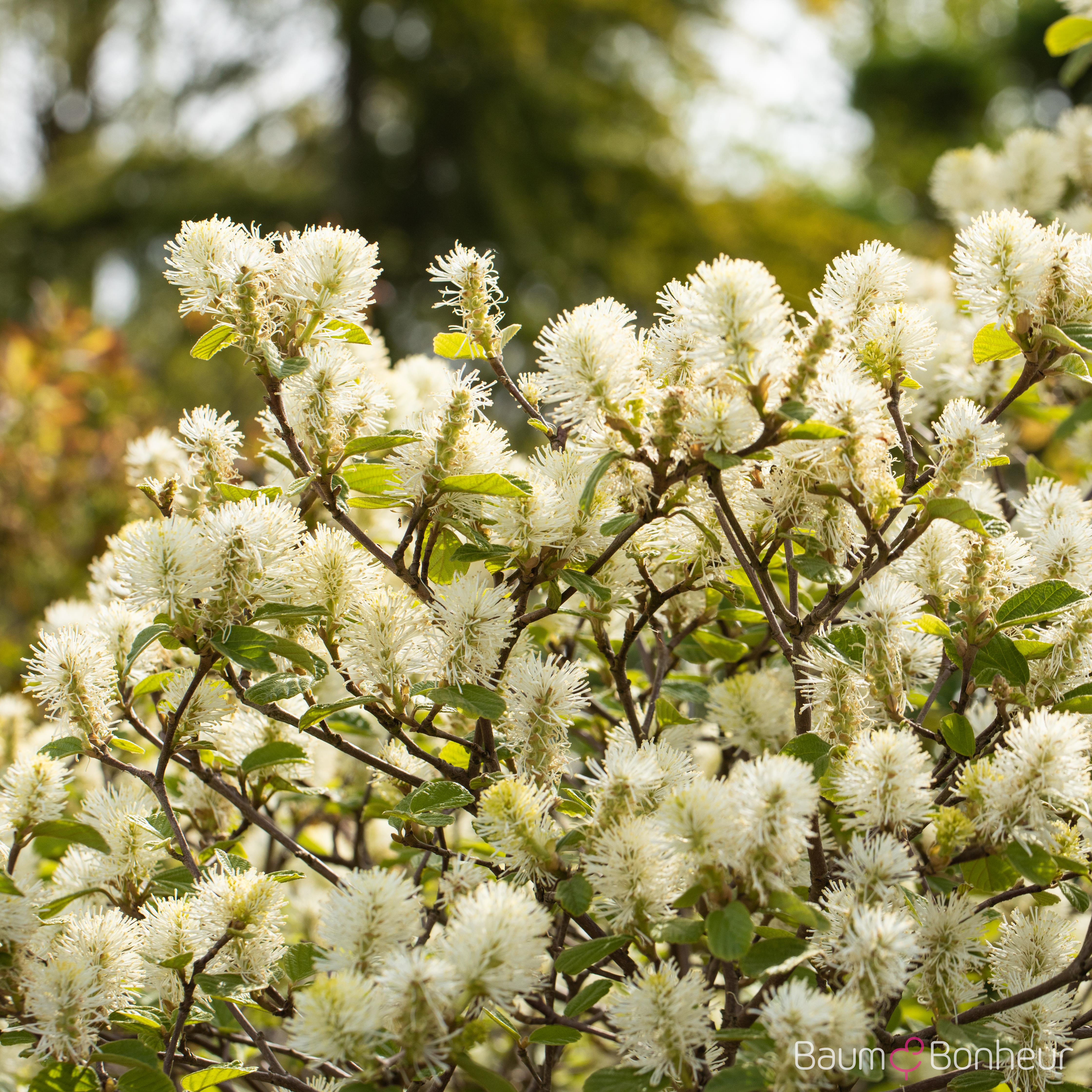 Fothergilla major
