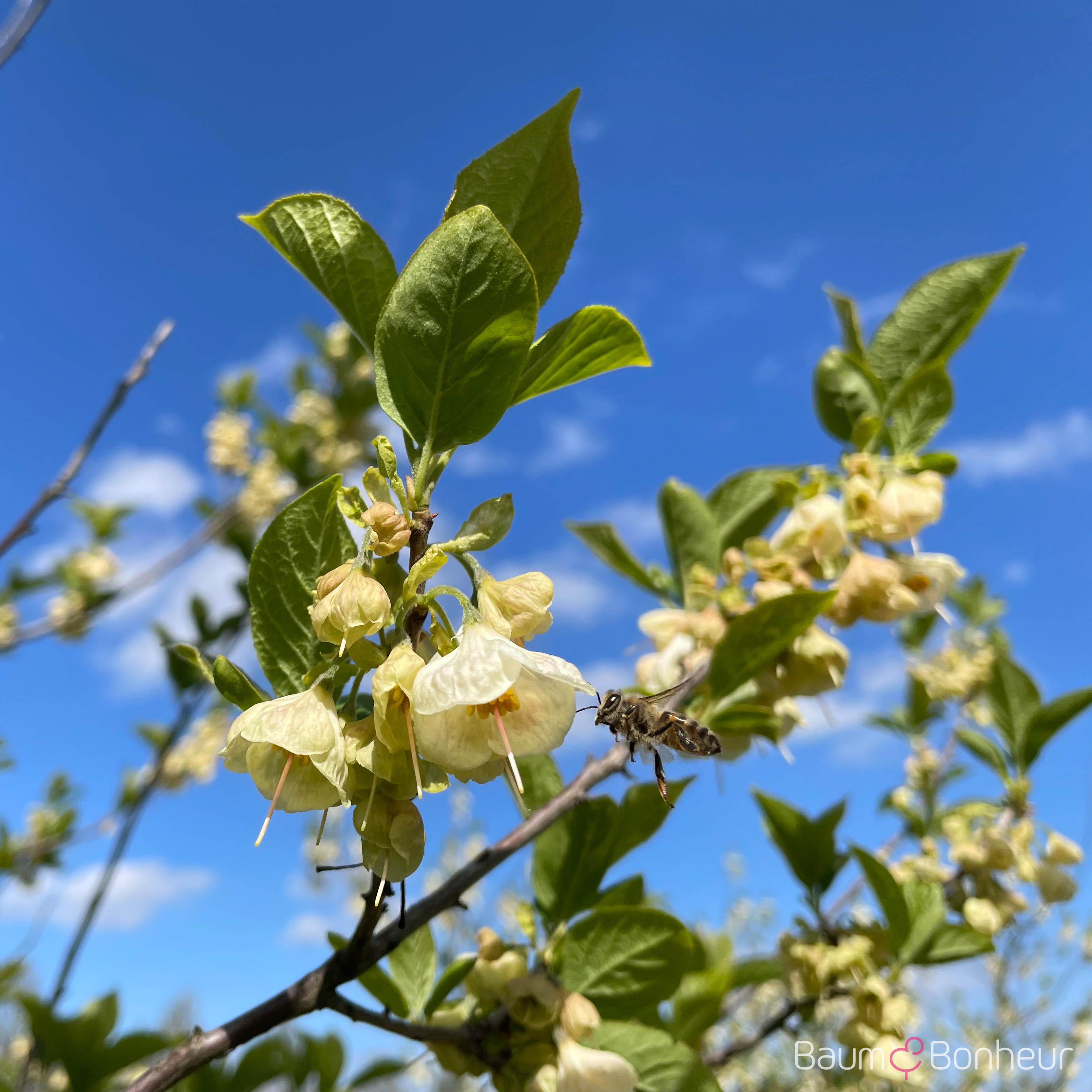 Halesia carolina