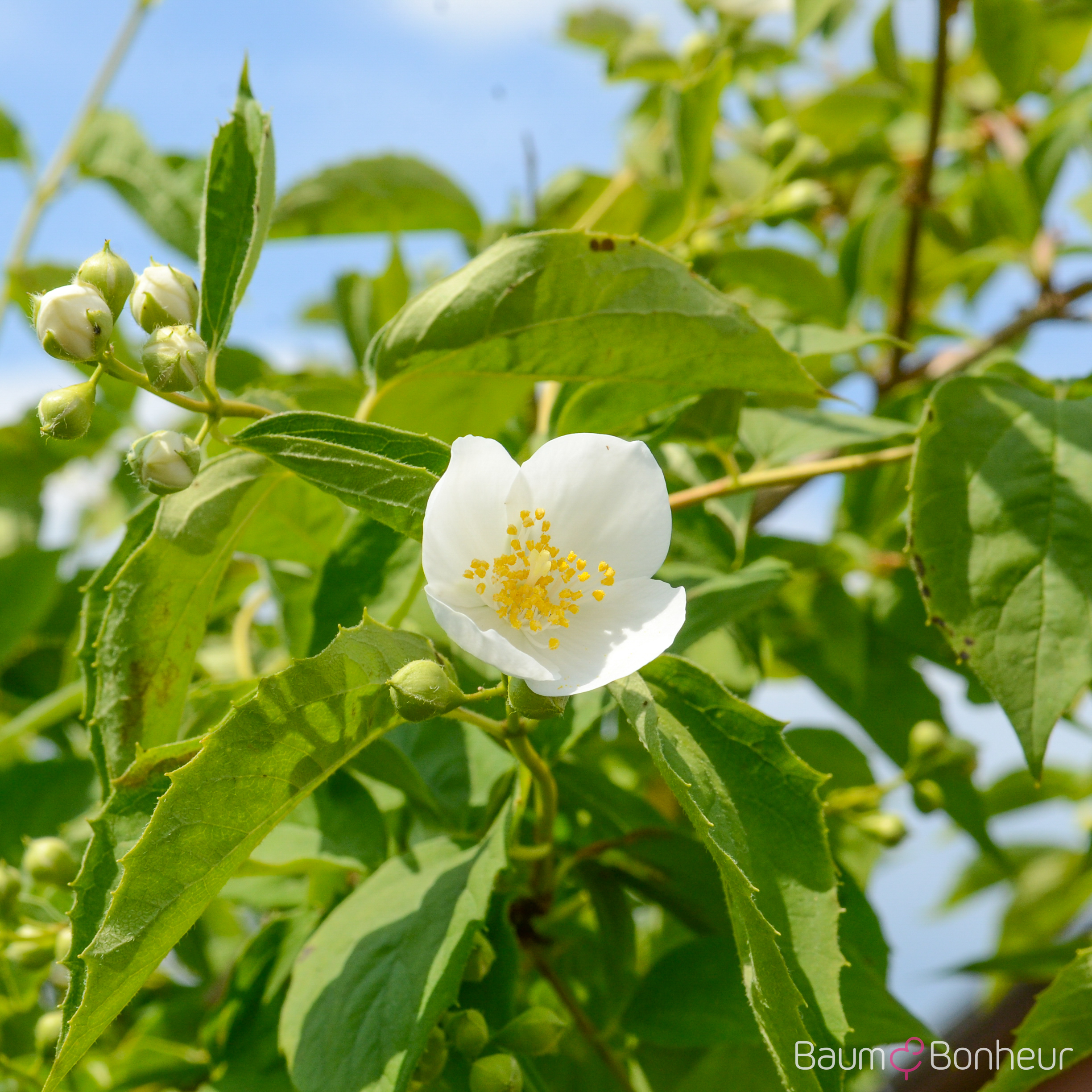 Philadelphus coronarius