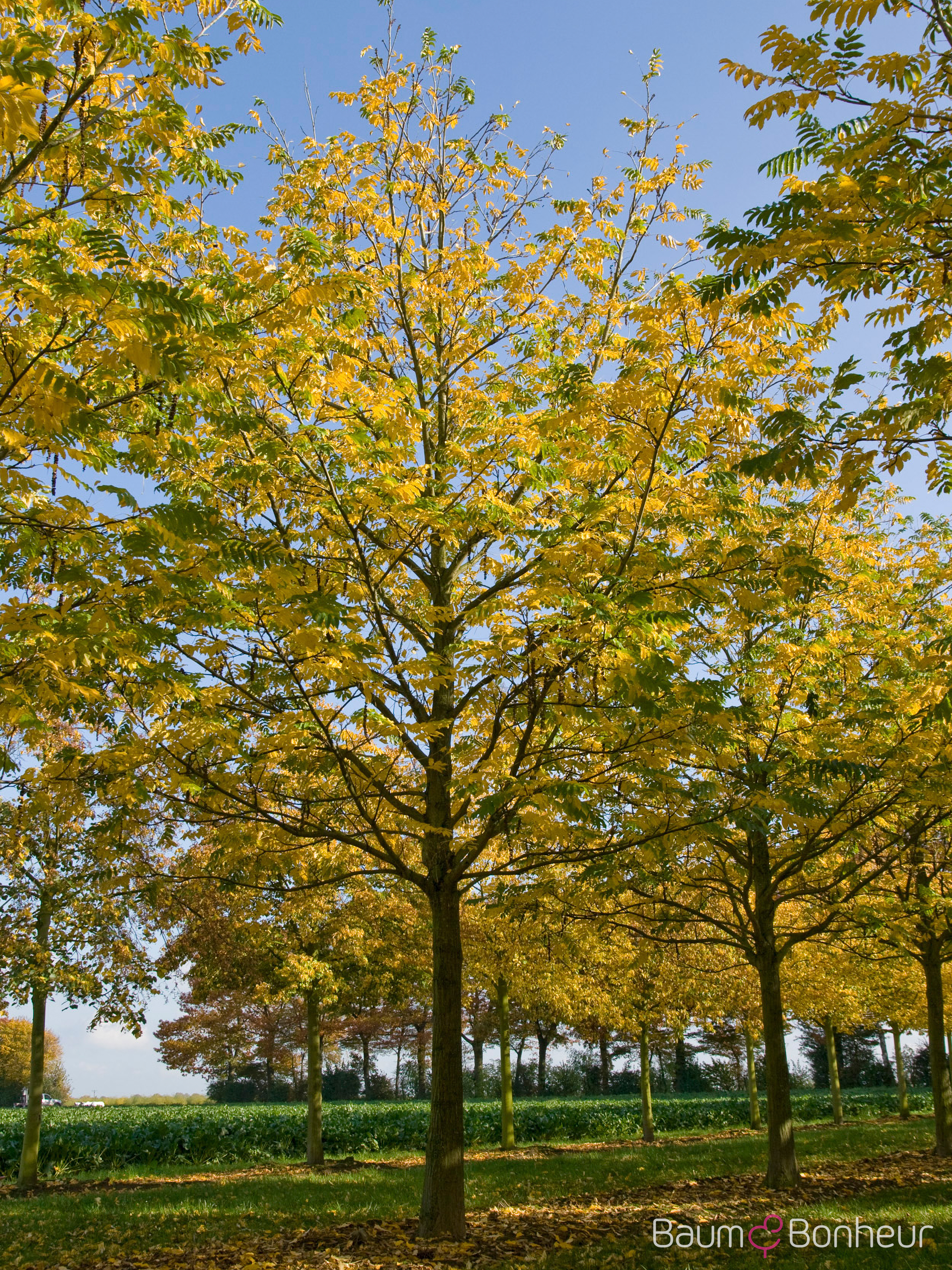 Pterocarya fraxinifolia