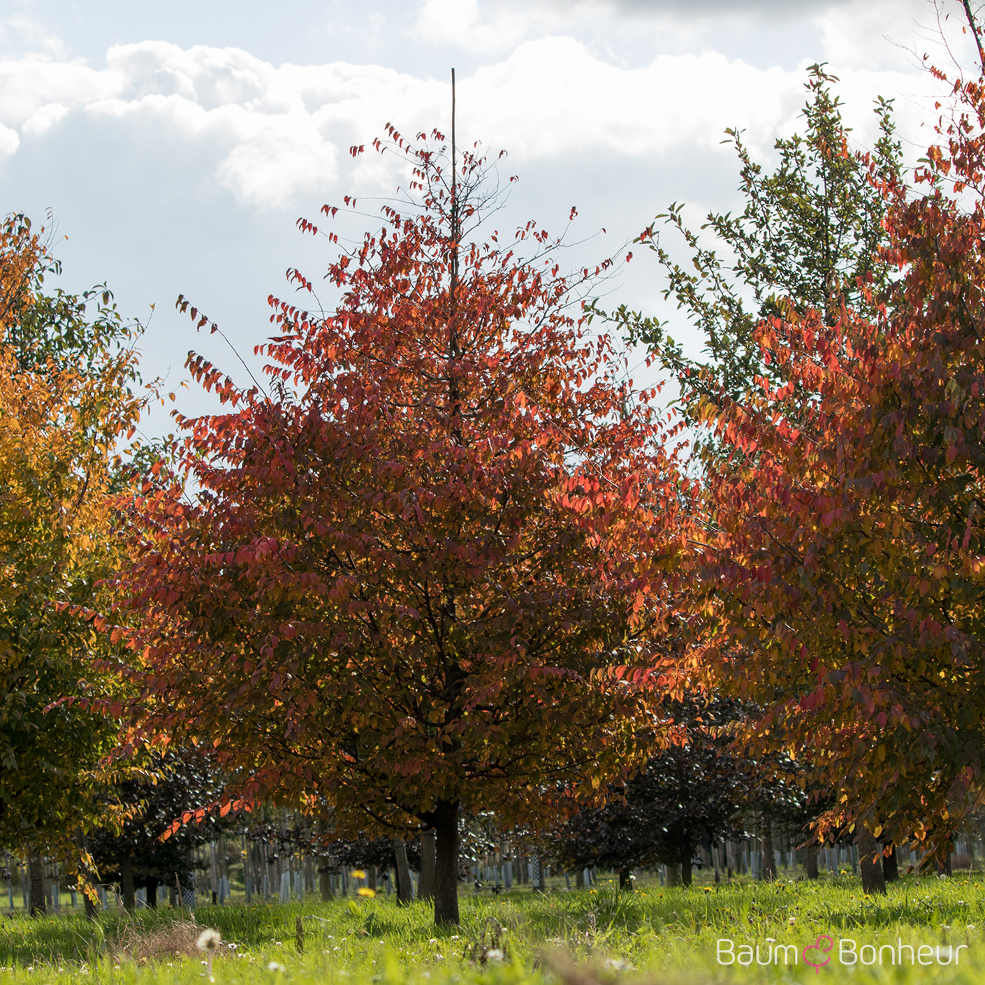 Carpinus caroliniana