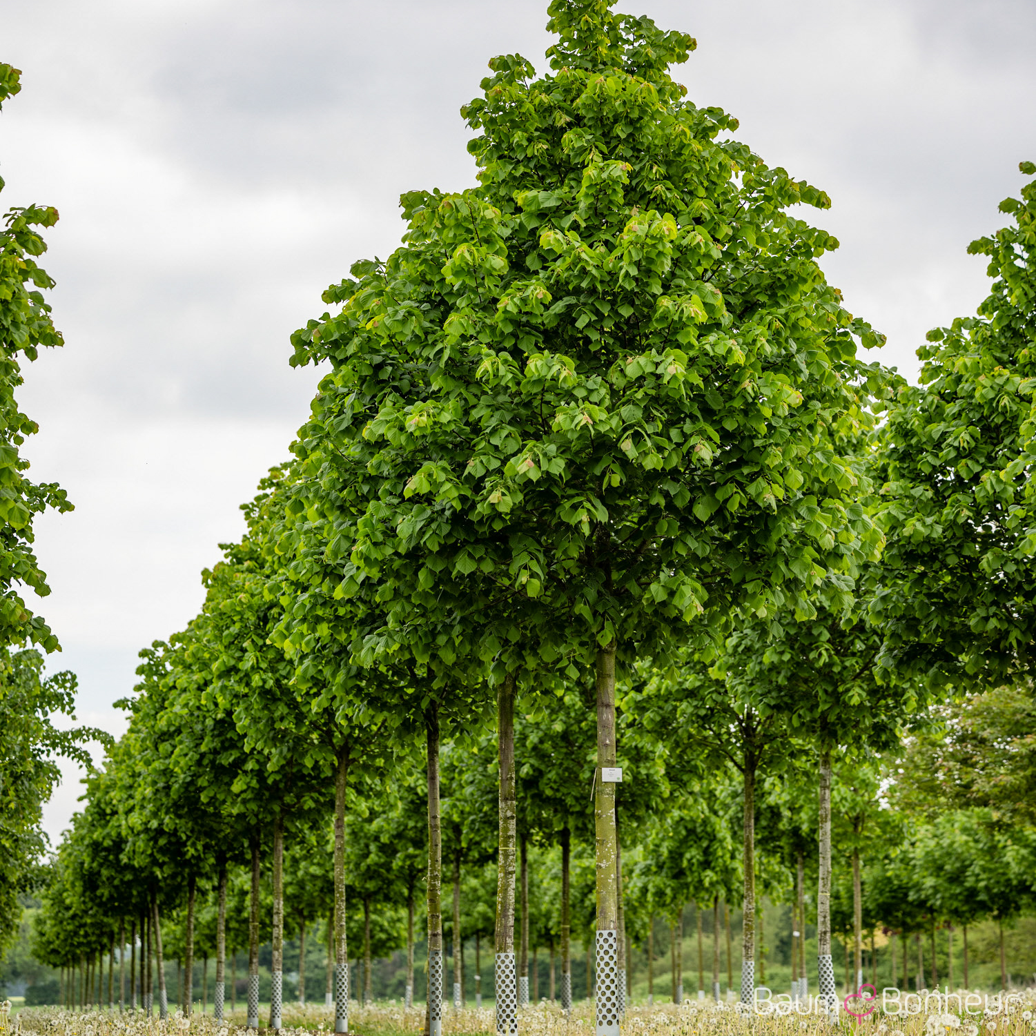 Tilia platyphyllos 'Rubra'