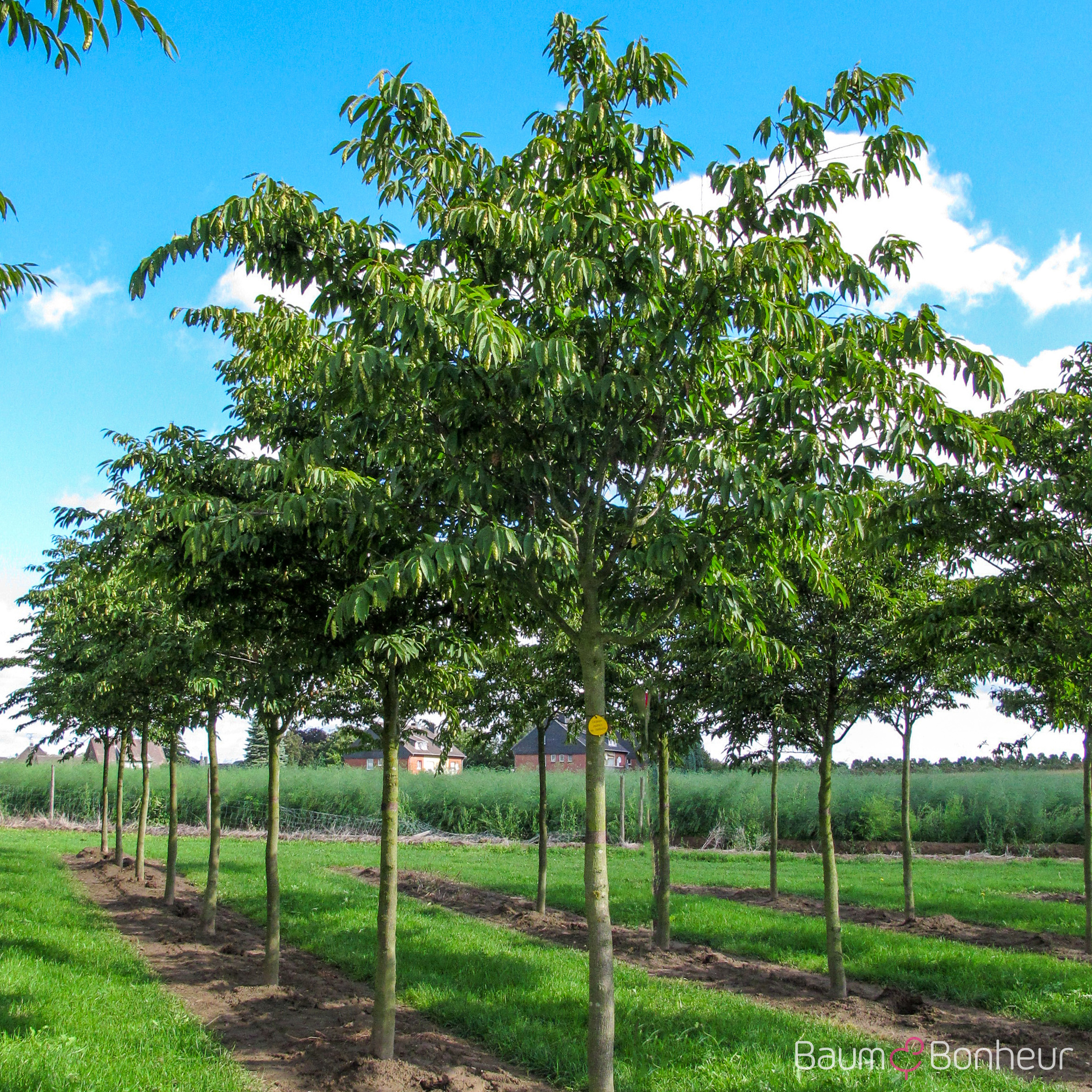 Carpinus japonica