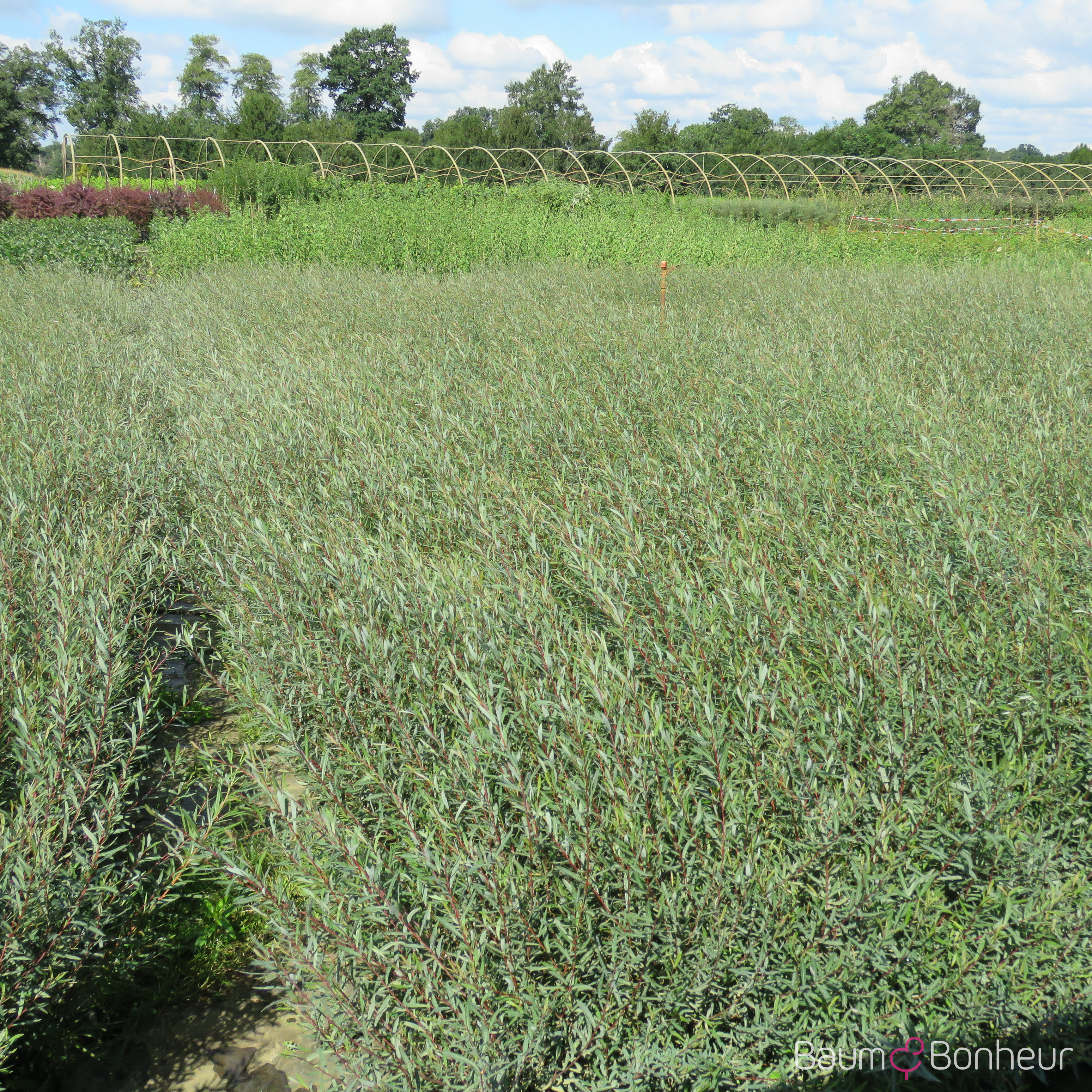 Salix purpurea 'Nana'