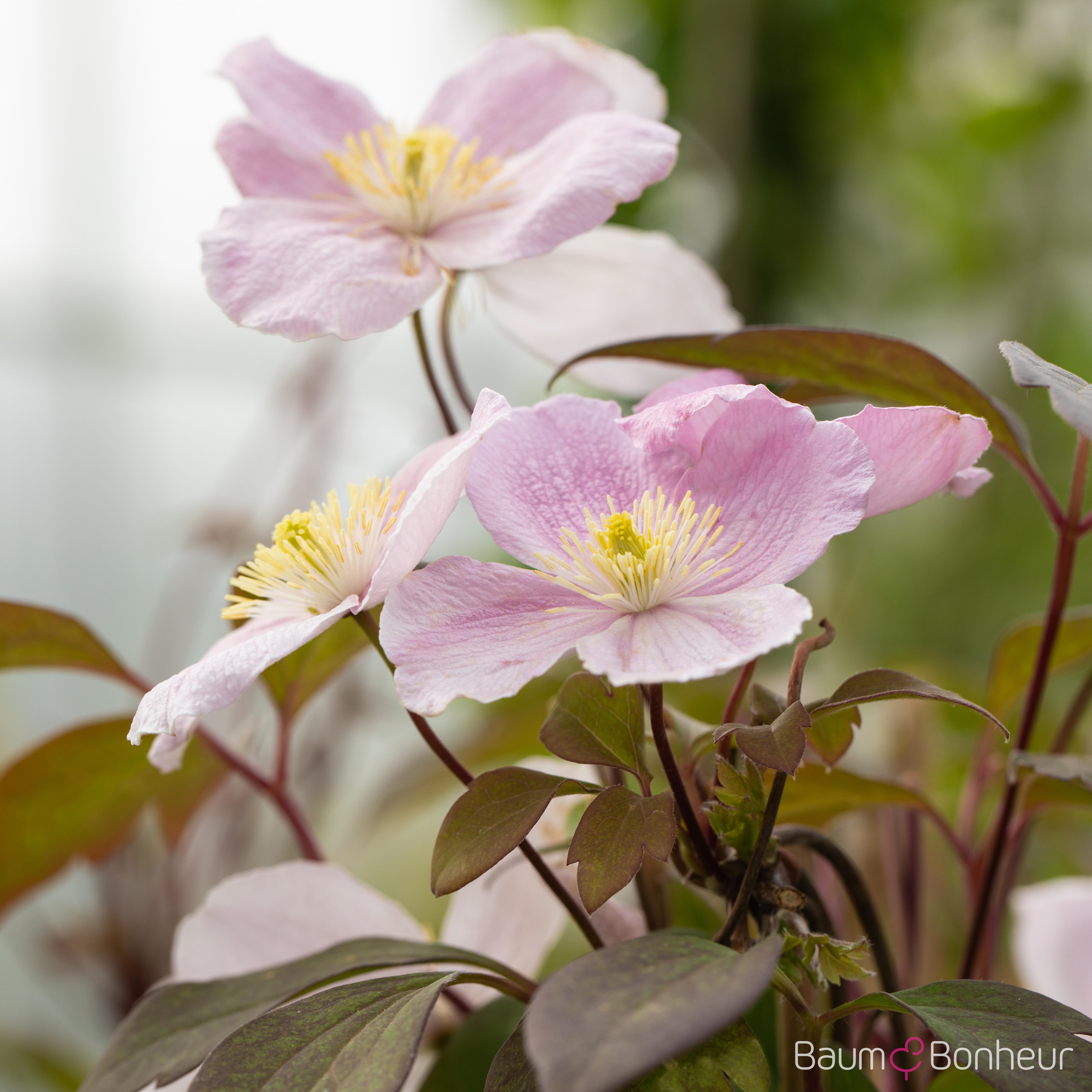 Clematis montana 'Mayleen'