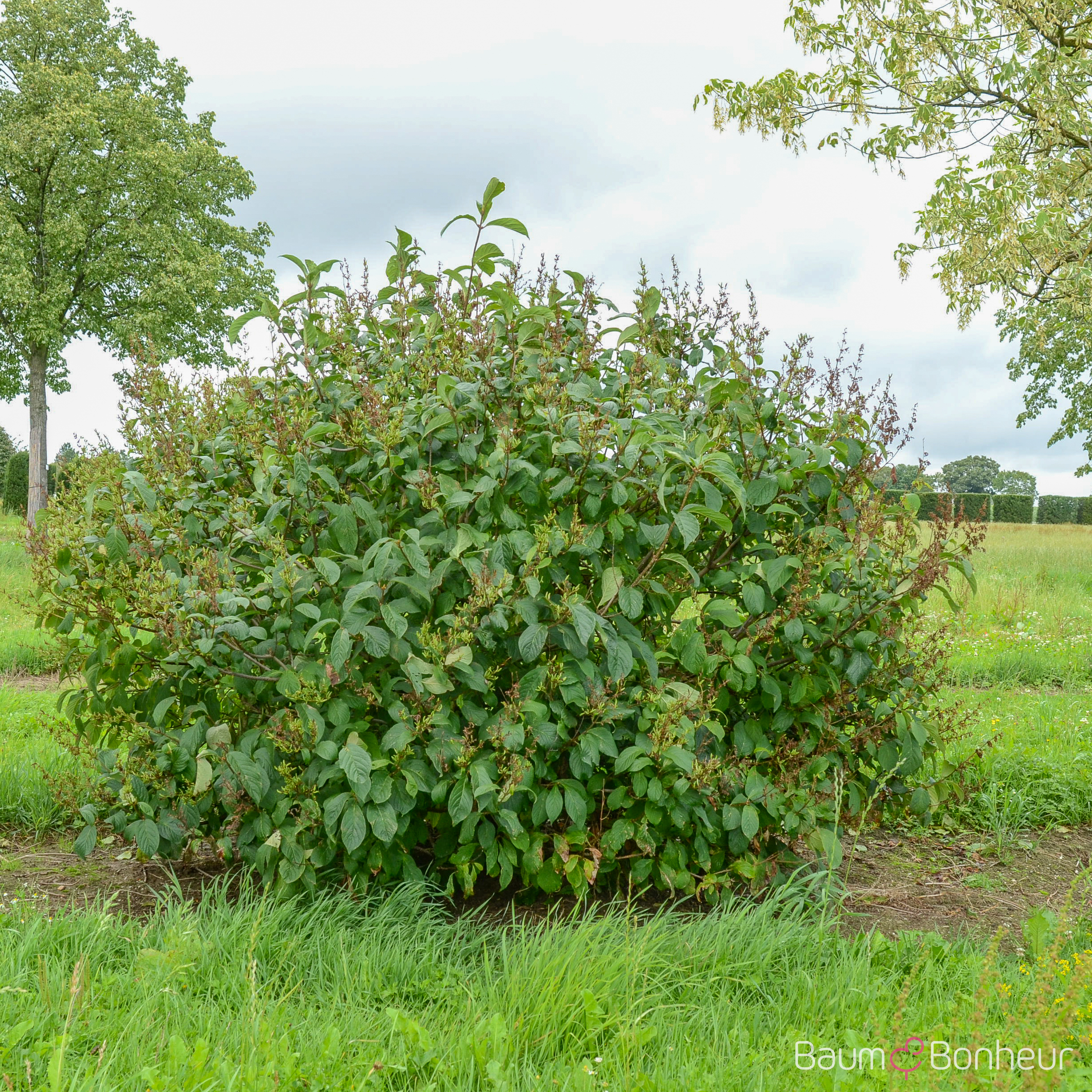 Syringa reflexa
