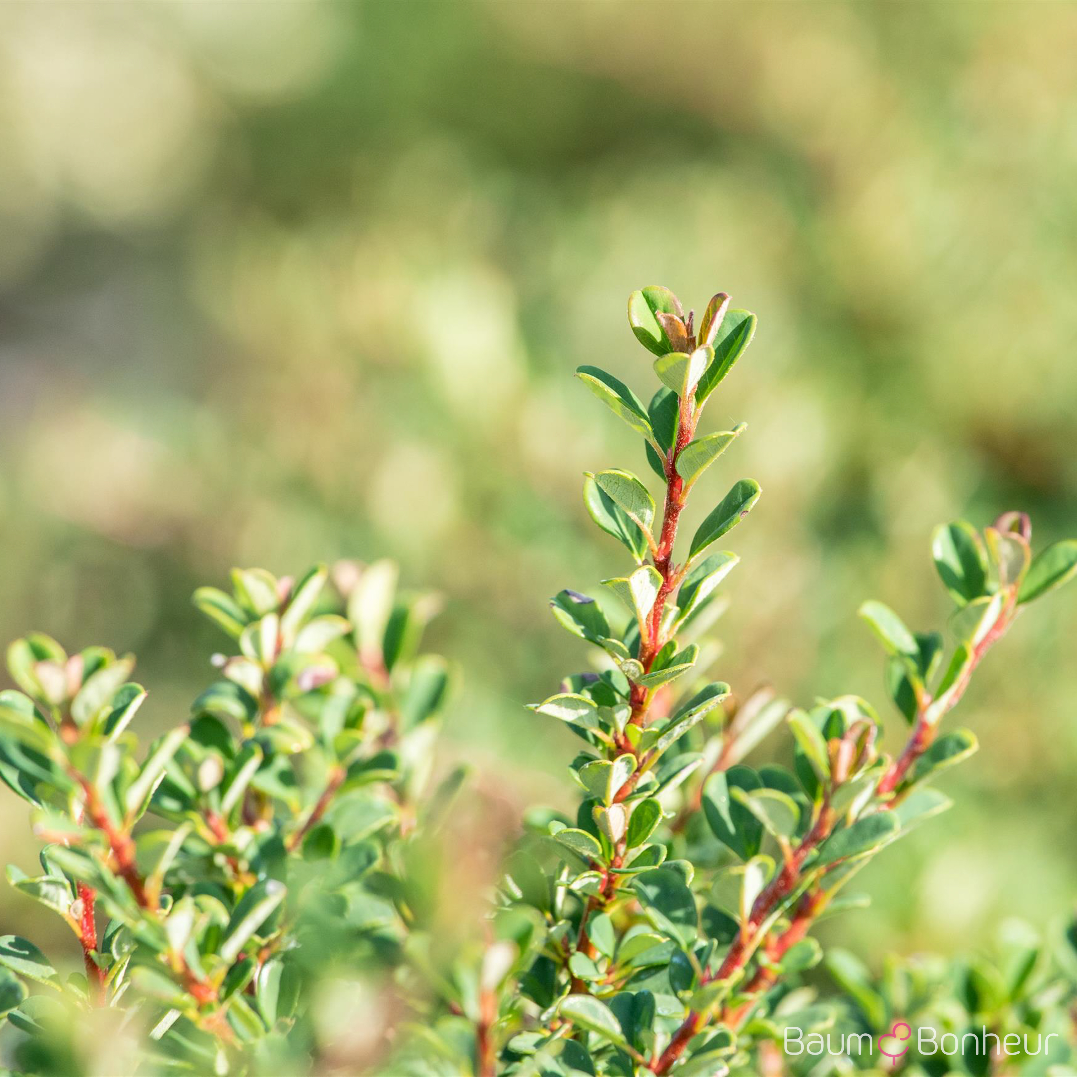 Cotoneaster micro.'Cochleatus'