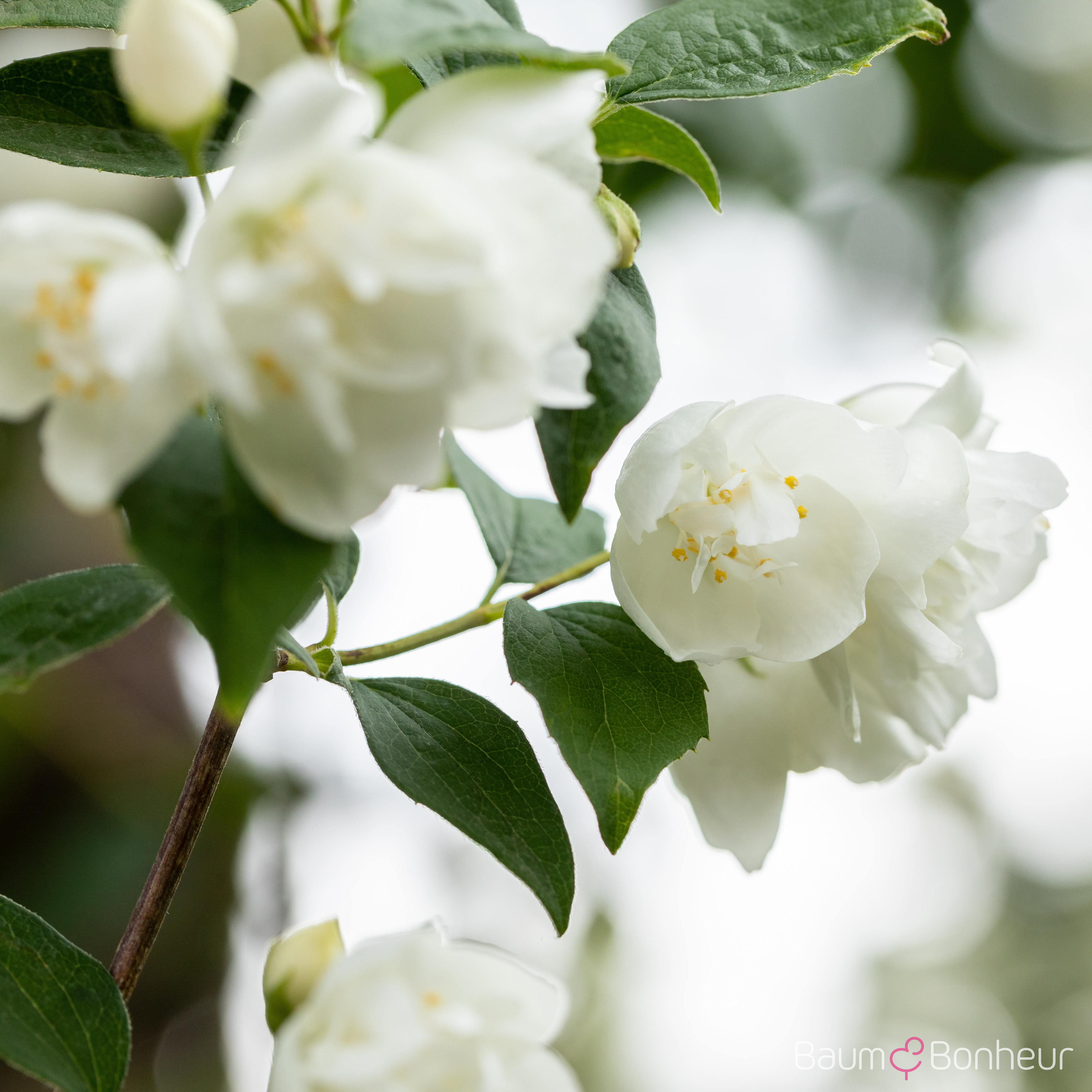 Philadelphus 'Virginal'