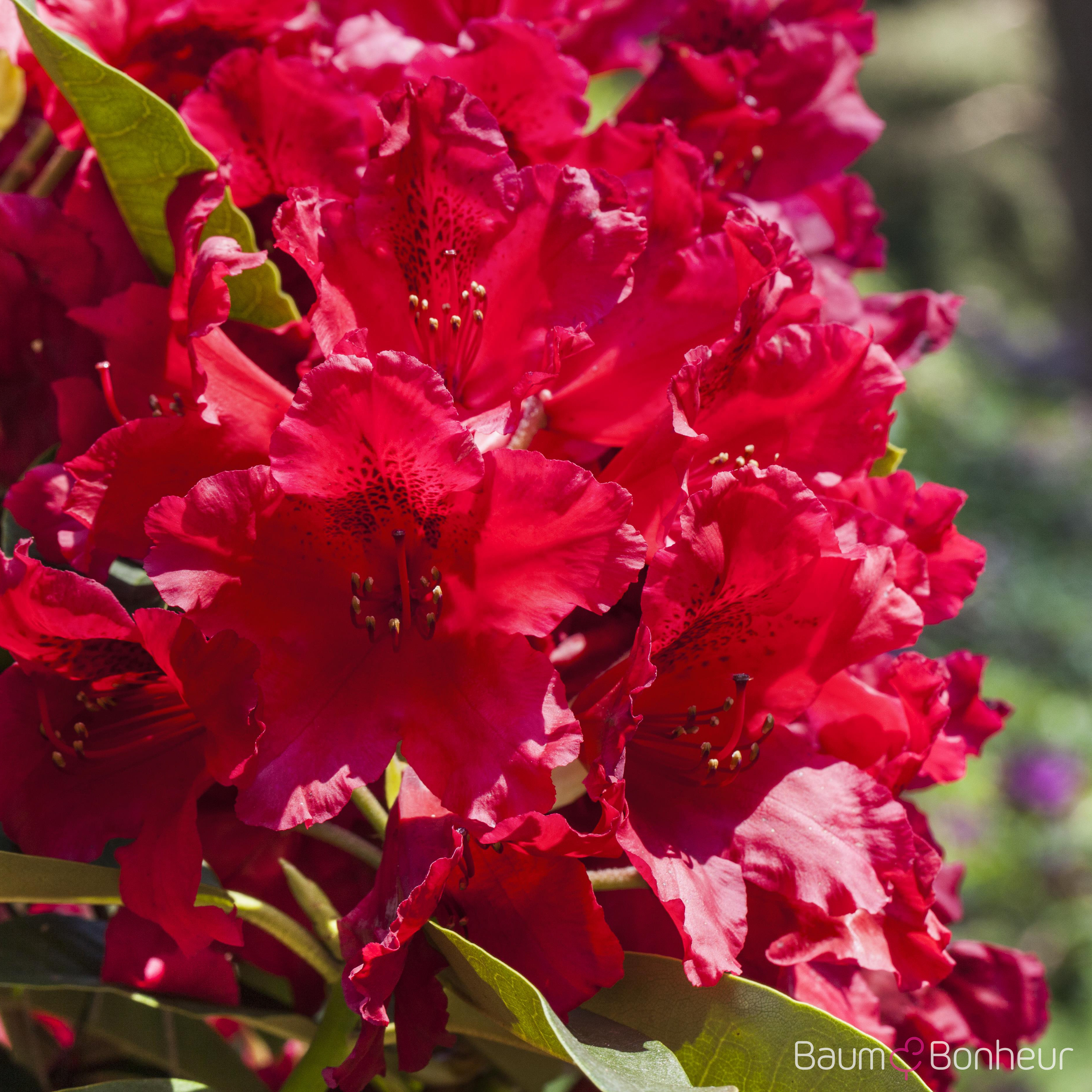 Rhododendron 'Nova Zembla'