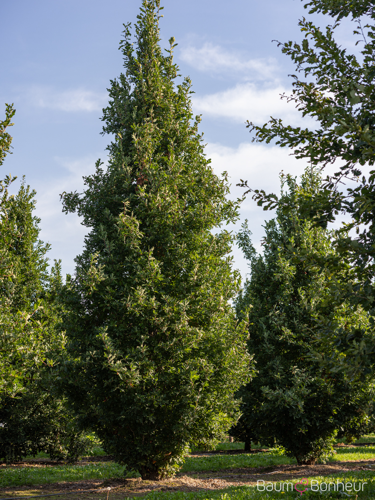 Quercus bicolor 'Crimson Spire'