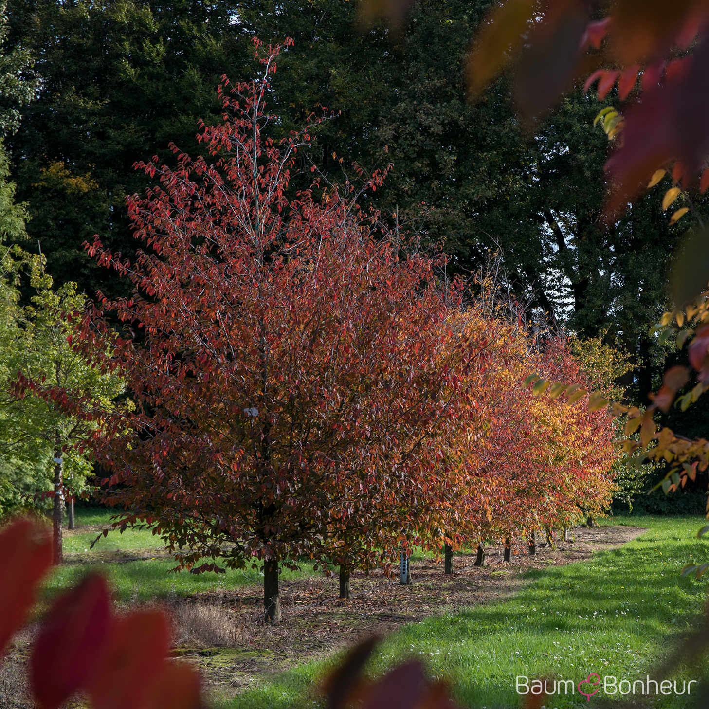Carpinus caroliniana