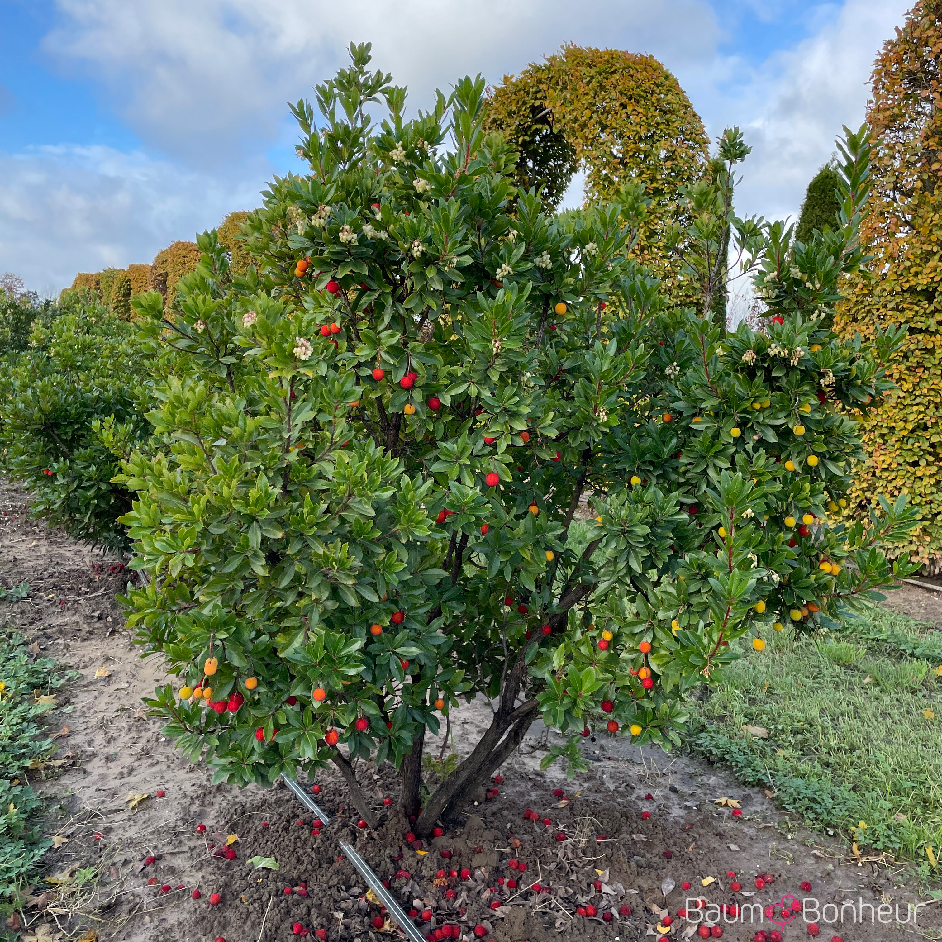Arbutus unedo